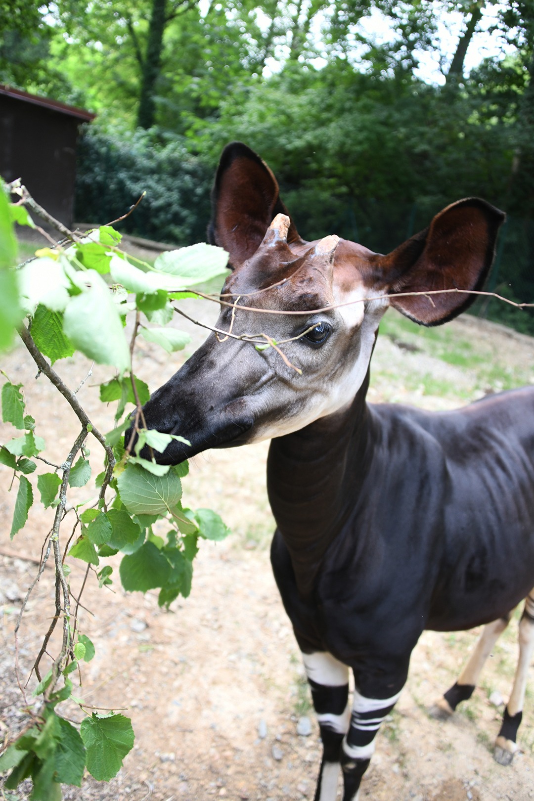 Découverte des Okapis au Zoo de Mulhouse