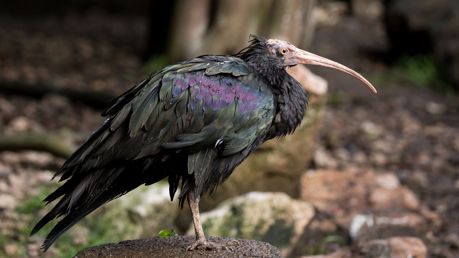 L'ibis chauve