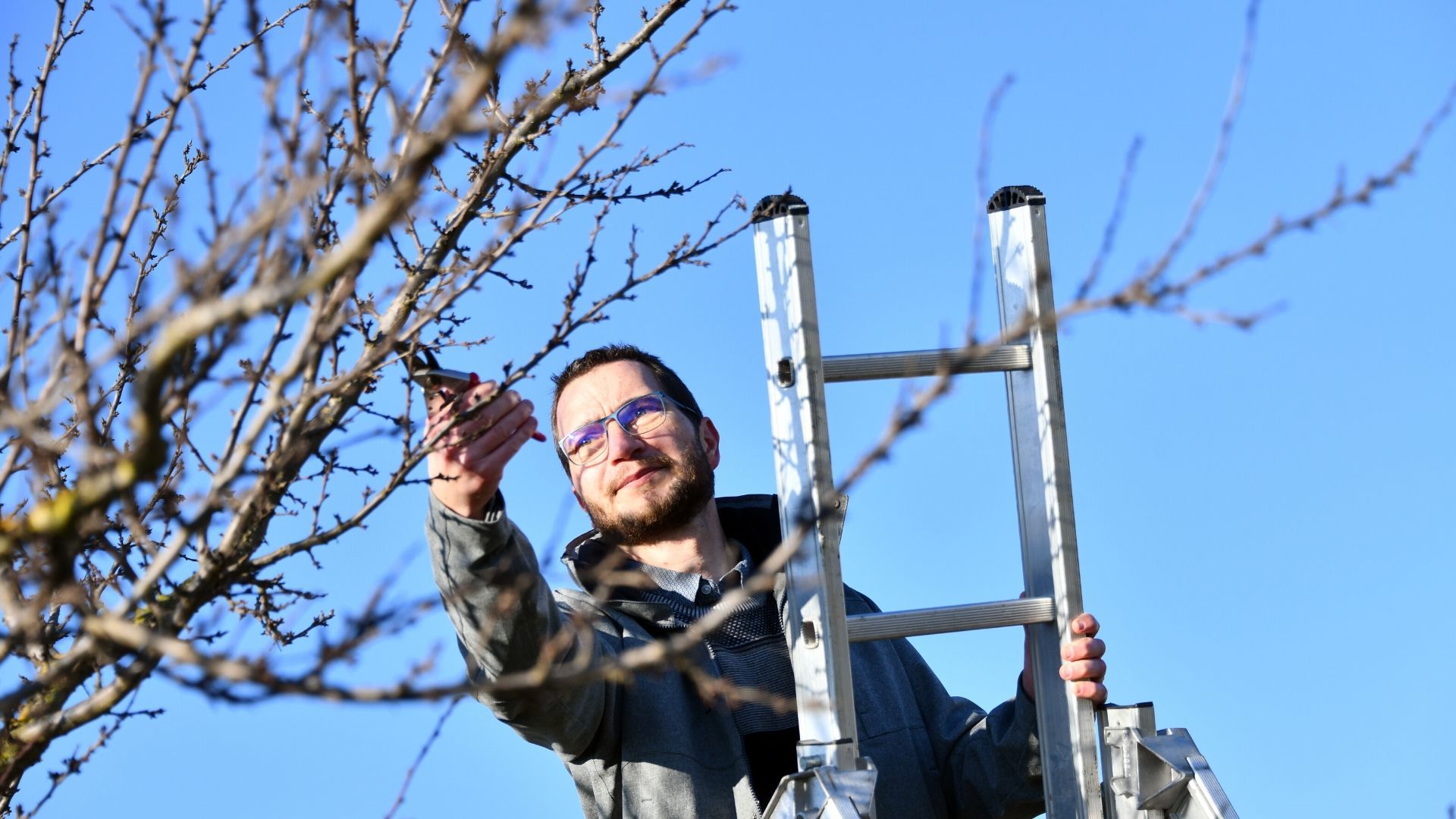 Quel est le meilleur moment pour tailler les arbres fruitiers?