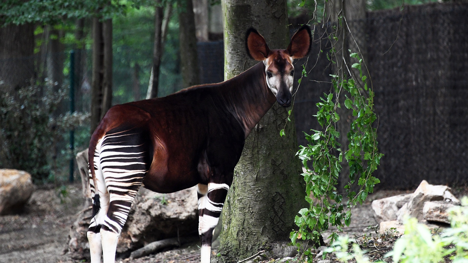 L'enclos des okapis au Parc zoologique et botanique de Mulhouse