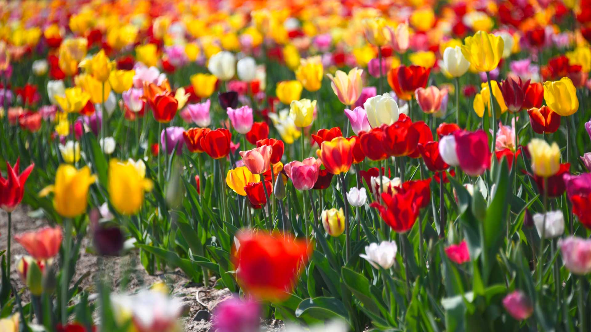 Des tulipes de toutes les couleurs !