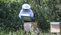 Lire l'article 'À Ottmarsheim, les abeilles s’autogèrent' | m2A et moi ! Le mag de Mulhouse Alsace Agglomération