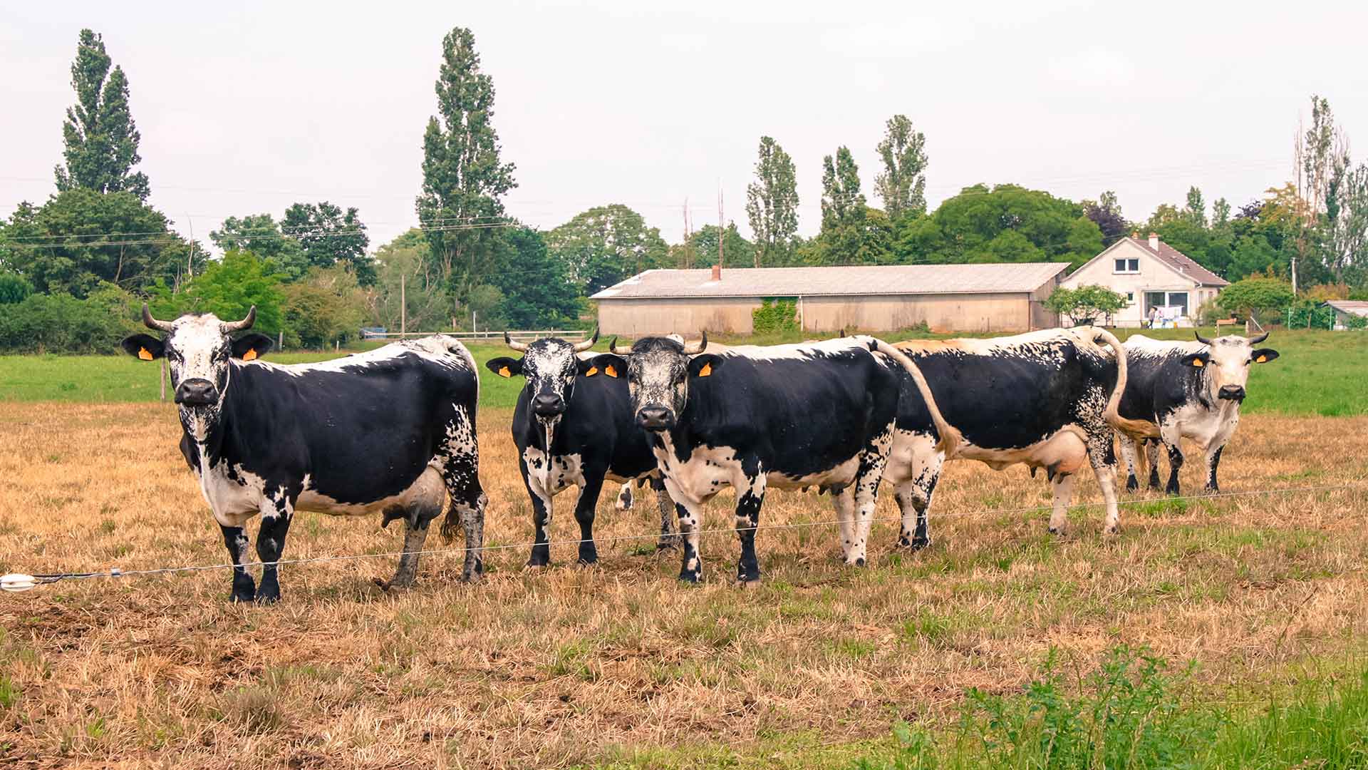 Le cheptel bovin de la ferme Zum Burahisla 