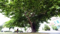 Lire l'article 'Des arbres remarquables du territoire de m2A' | m2A et moi ! Le mag de Mulhouse Alsace Agglomération