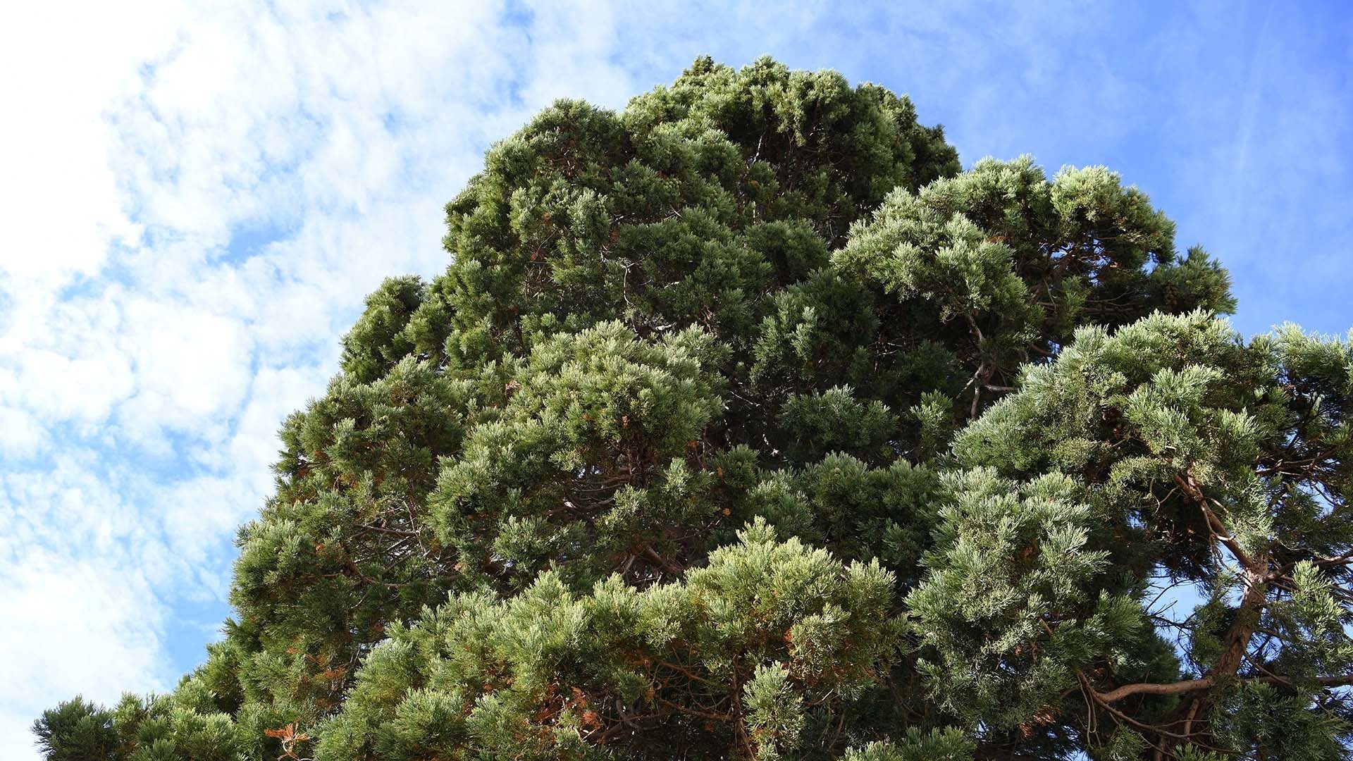 Le séquoi géant de Pfastatt entre ciel et terre : Un feuillage généreux et aérien