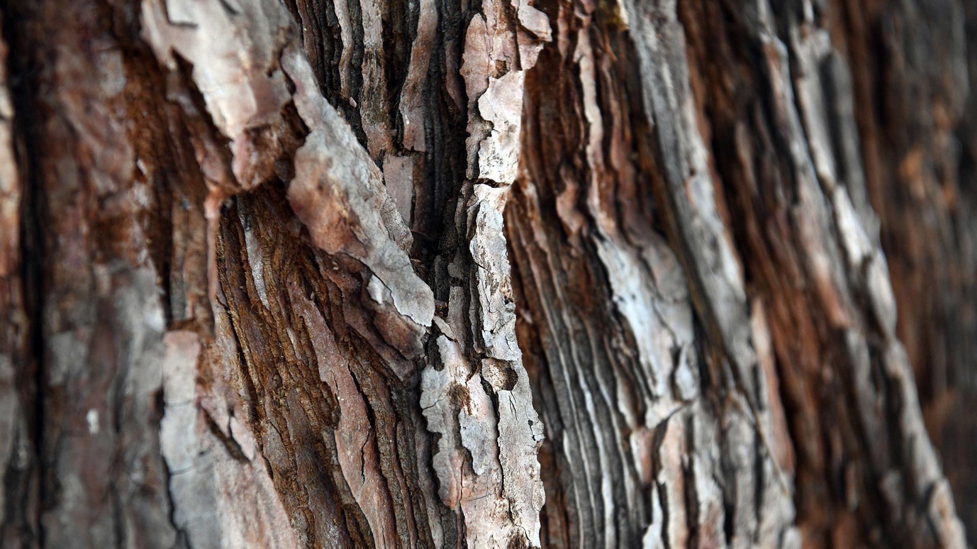 Le séquoi géant de Pfastatt entre ciel et terre : Une écorce épaisse pour se protéger