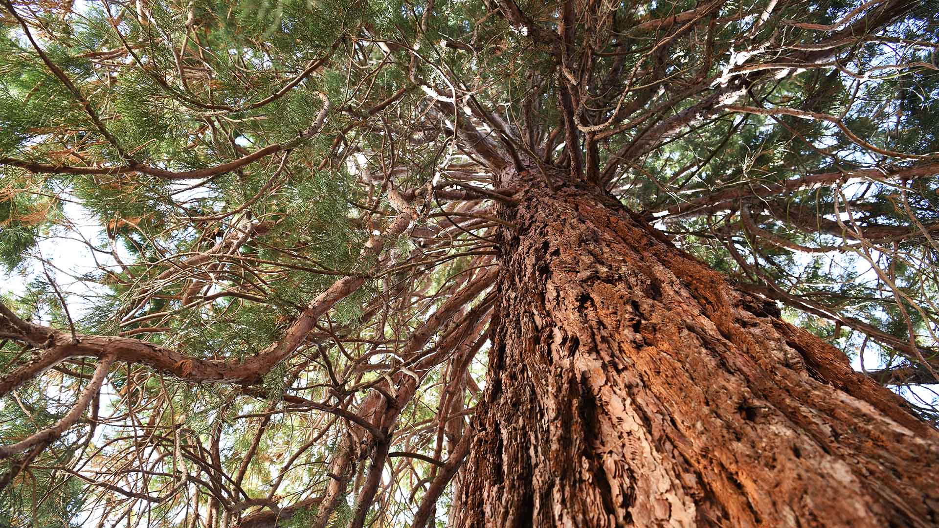 Le séquoi géant de Pfastatt entre ciel et terre