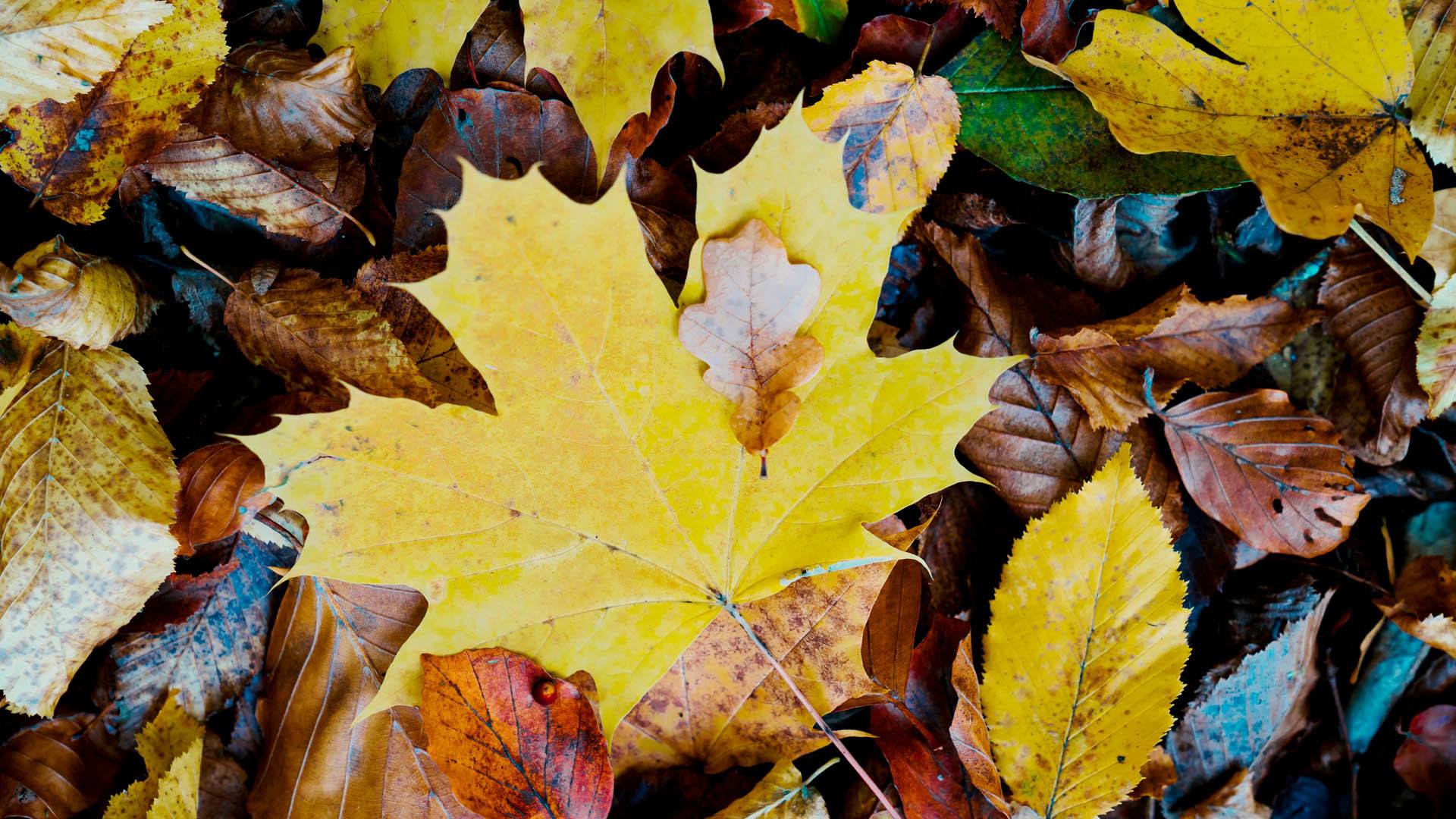 C'est beau l'agglo en automne © Marie Nussbaumer