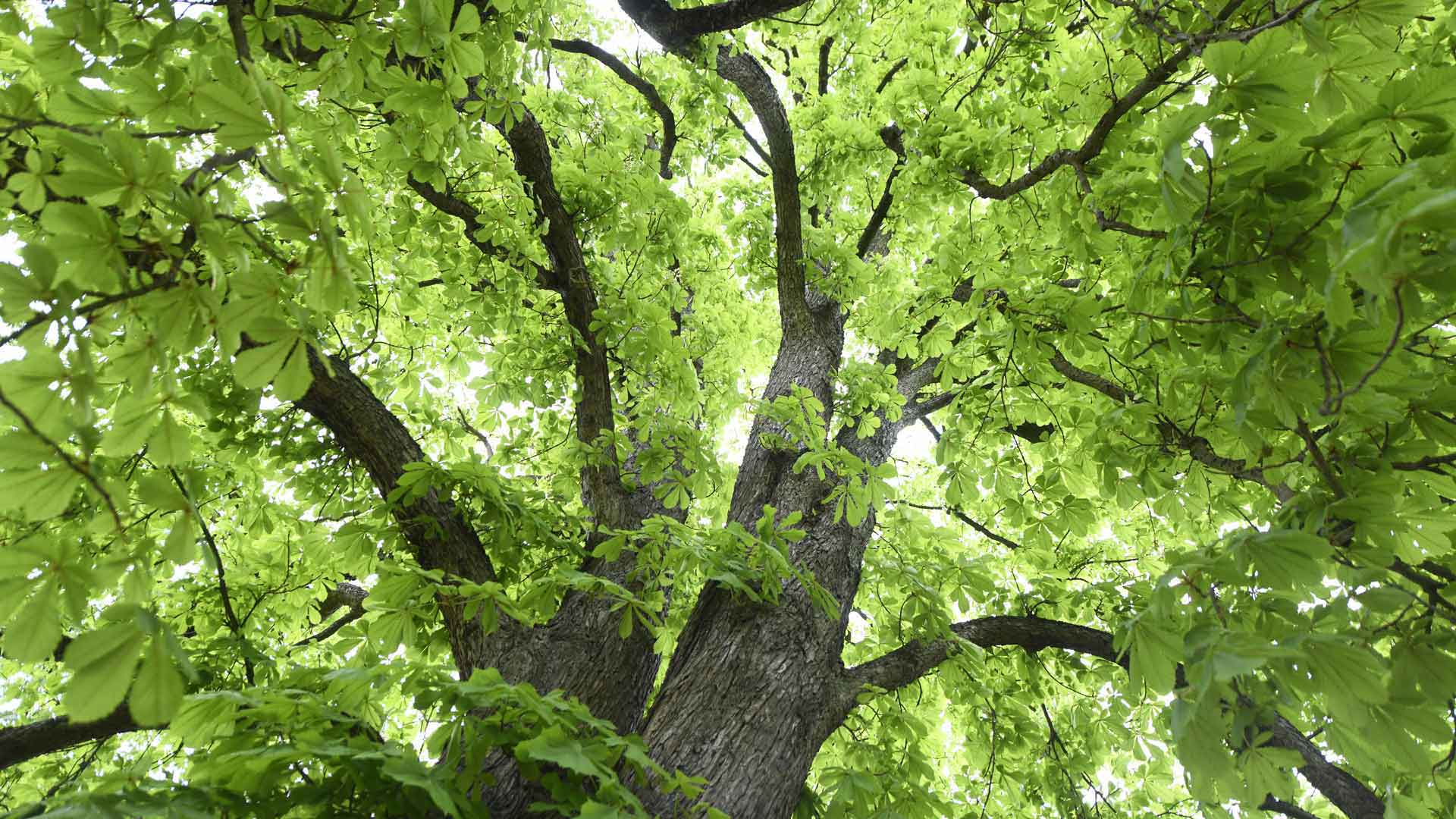 ILLZACH Marronnier majestueux : parmi d'autres arbres sauvegardés
