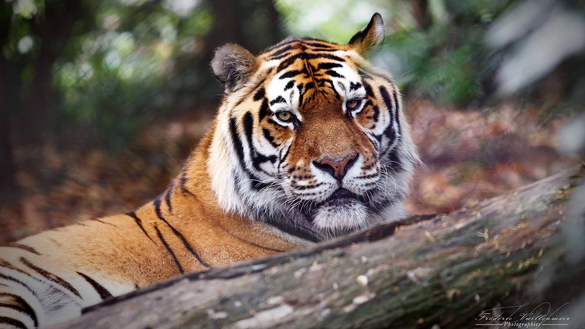 Journée découverte au zoo de Mulhouse : le tigre Baïkal par Frédéric Vuilleumier