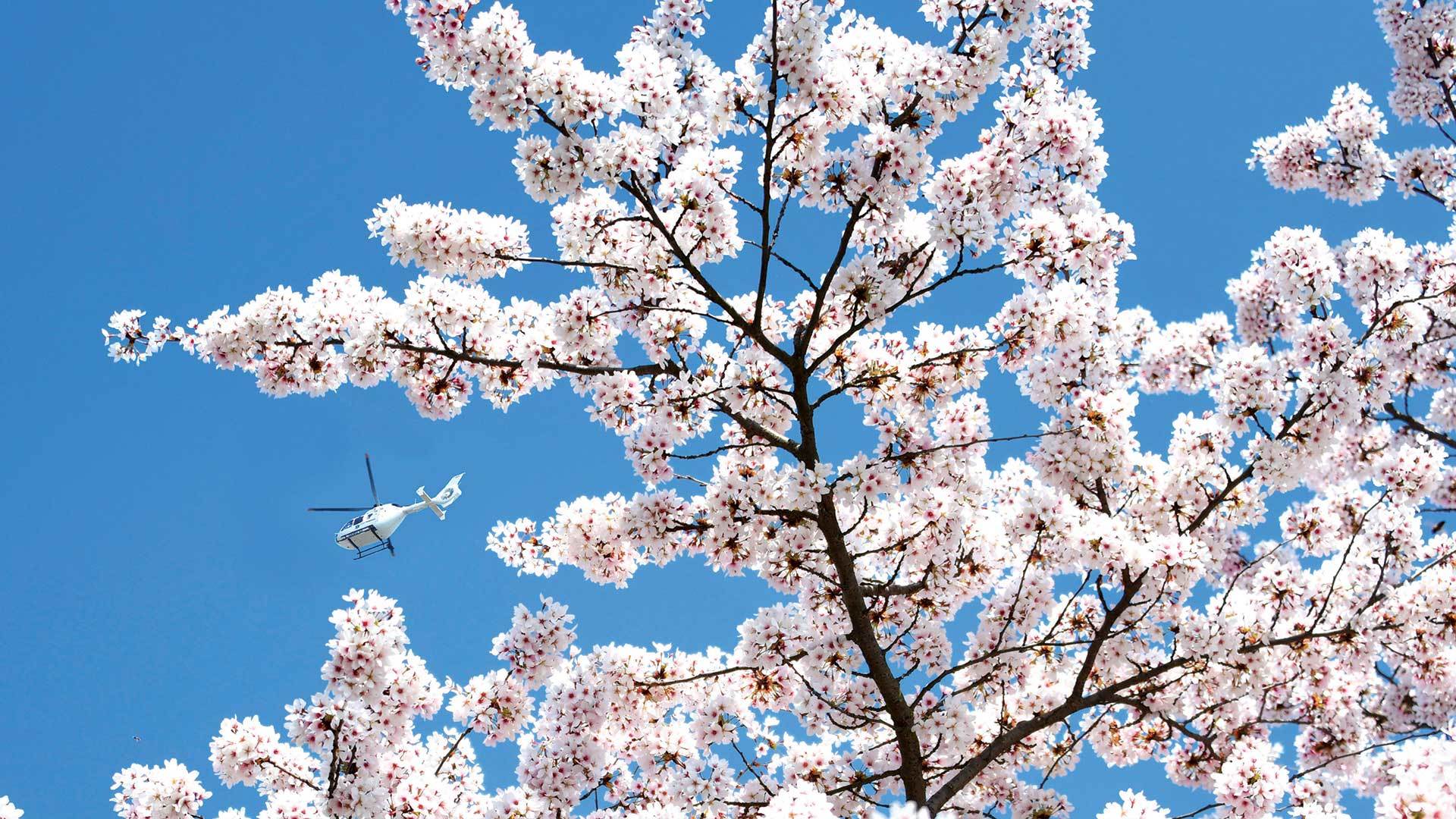 Shooting Covid raconter Mulhouse en temps de pandémie - Cerisiers en fleurs