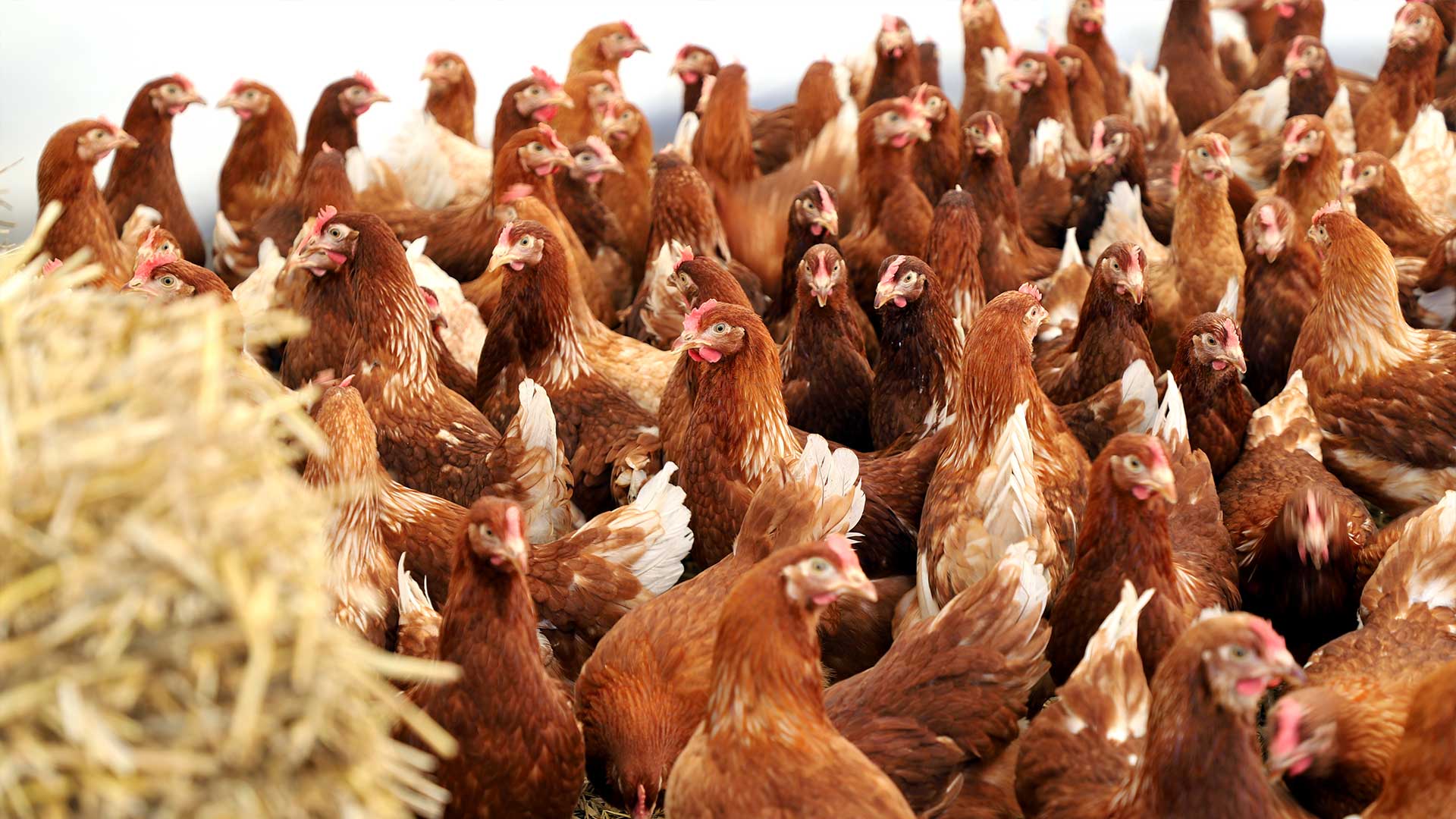 J'adopte des poules 400 poules à adopter - Réduire ses déchets alimentaires avec des poules