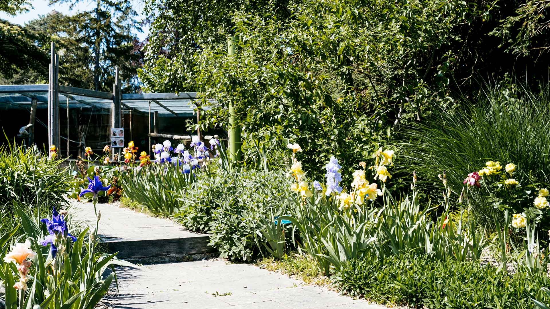 Mai en fleurs au Zoo de Mulhouse - Allées d'iris