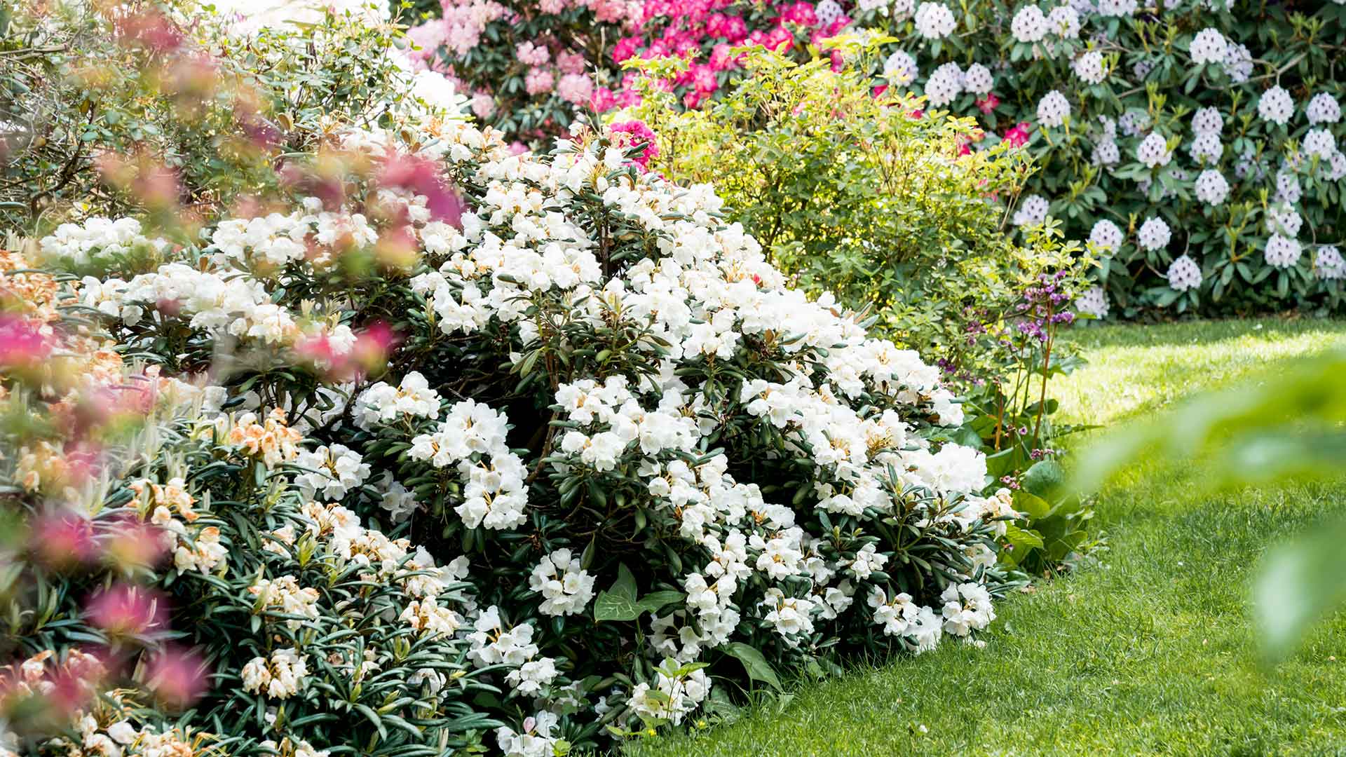 Mai en fleurs au Zoo de Mulhouse - Massif de rhododendrons