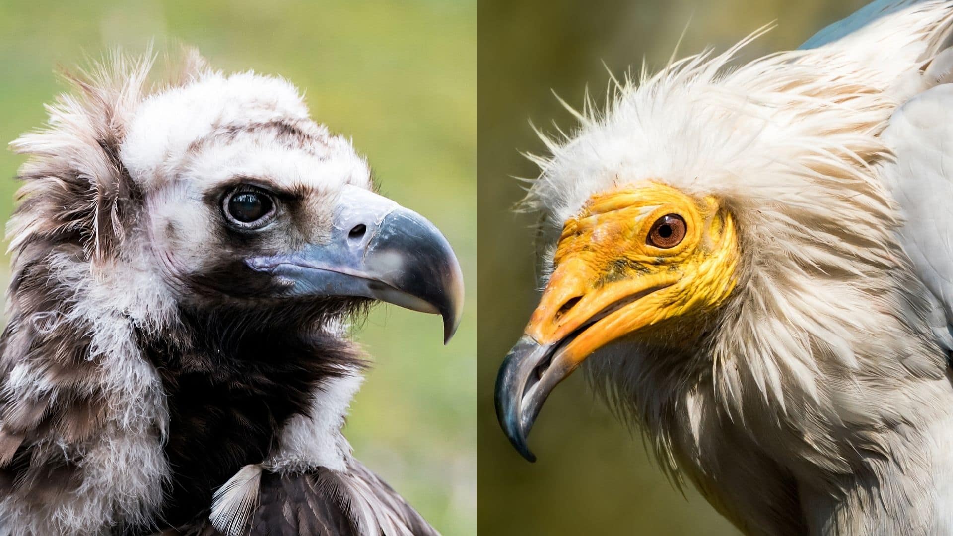 les vautours sont mis à l'honneur pour le festival groaaar 2022