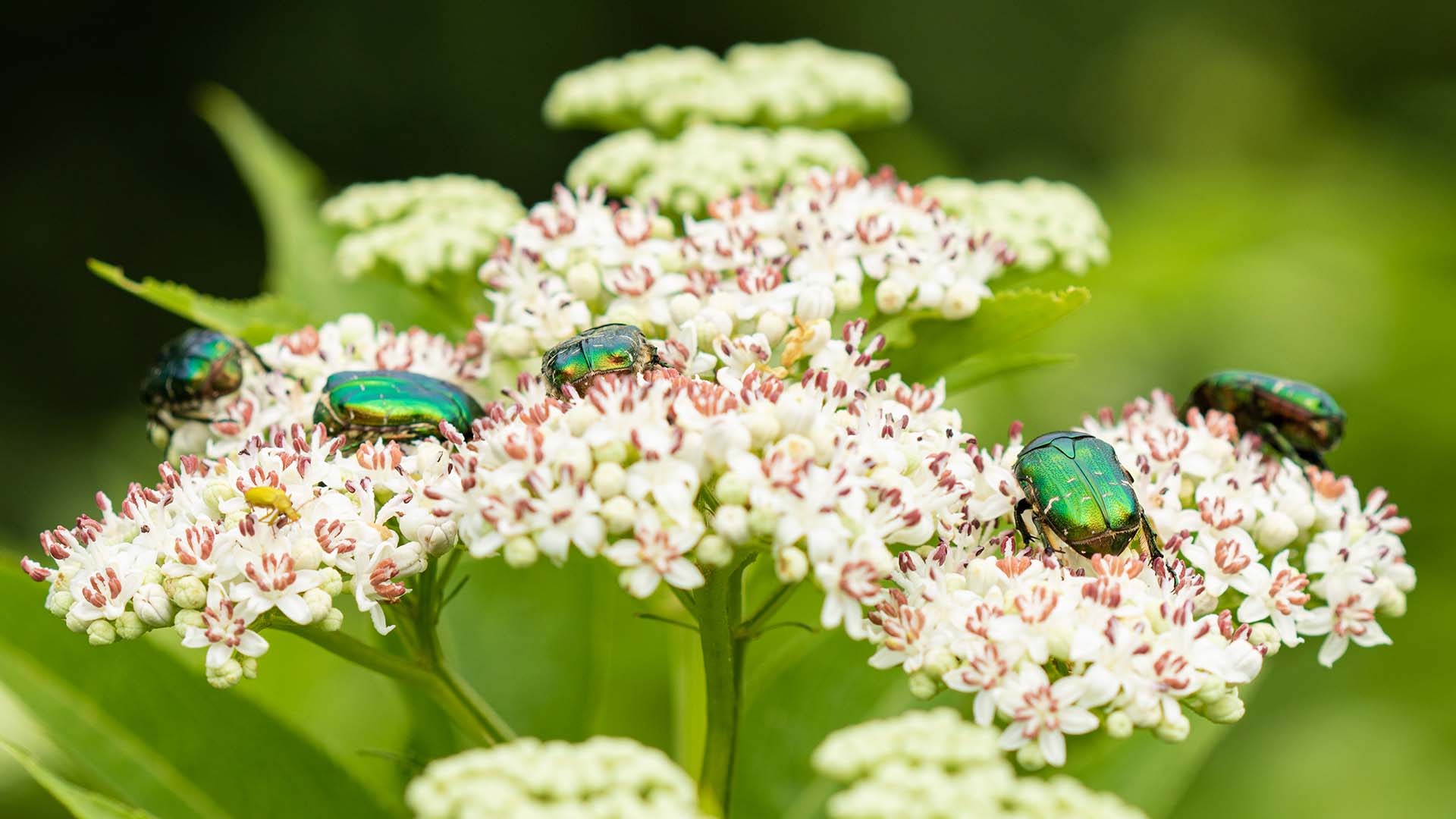 Insectes sur des fleurs