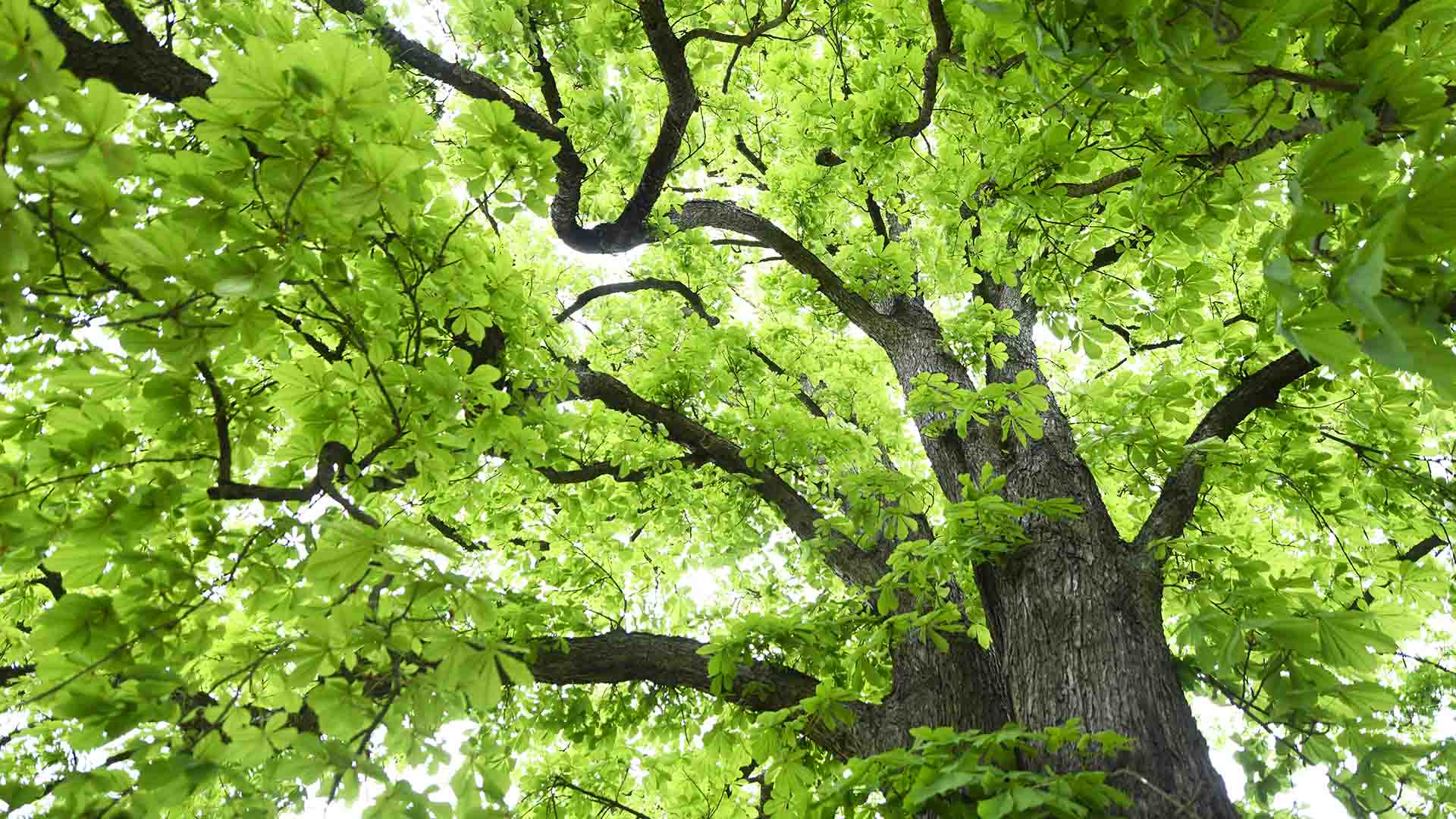 Sorties Nature : découvrir des essences d'arbres majestueux