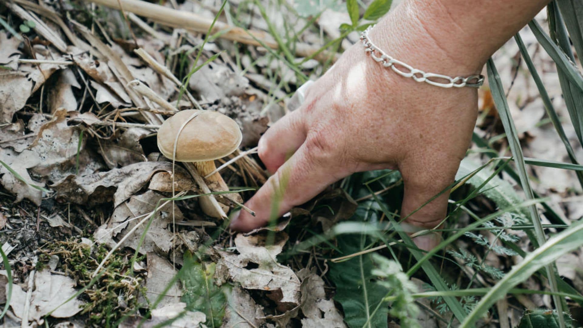 Écomusée rendez-vous nature champignons