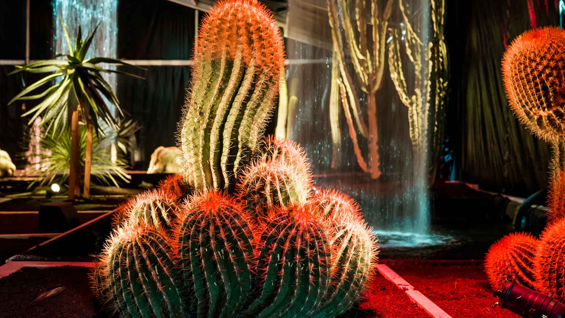 Folie Flore voyage au pays des jardins - jeux de lumières sur cactus