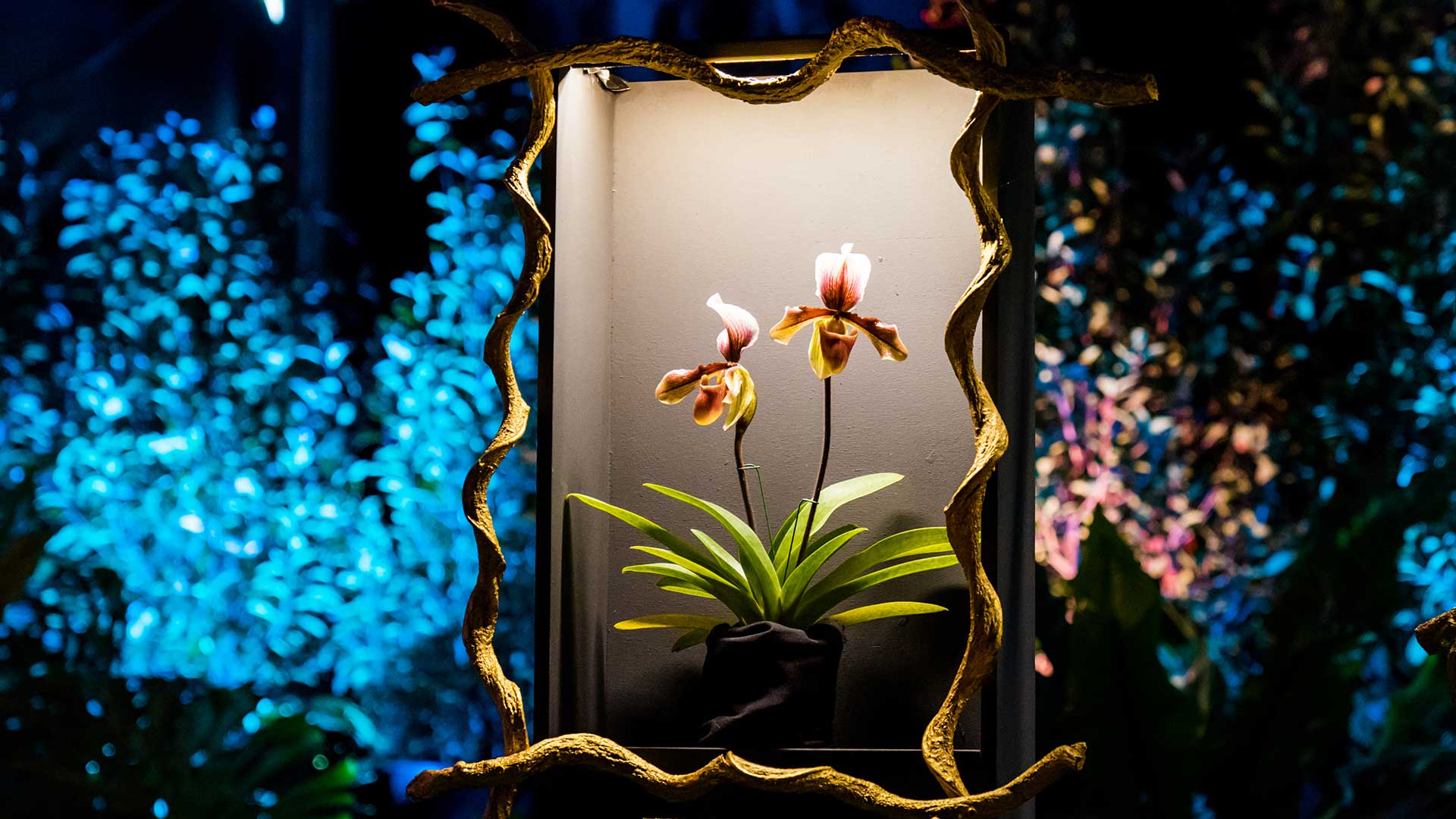 Folie Flore voyage au pays des jardins - orchidée