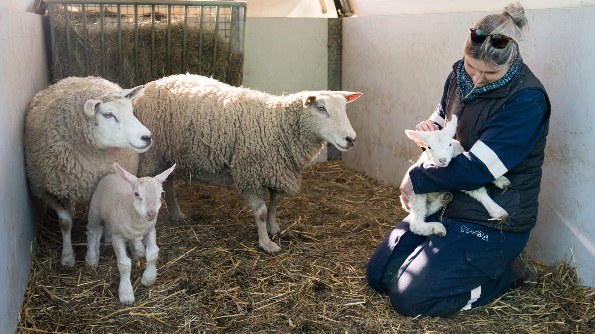 Élevage du Petit Bonheur Rixheim - Des brebis et des agneaux sont dans un box. Rebecca Winling tient un agneau dans ses bras. 