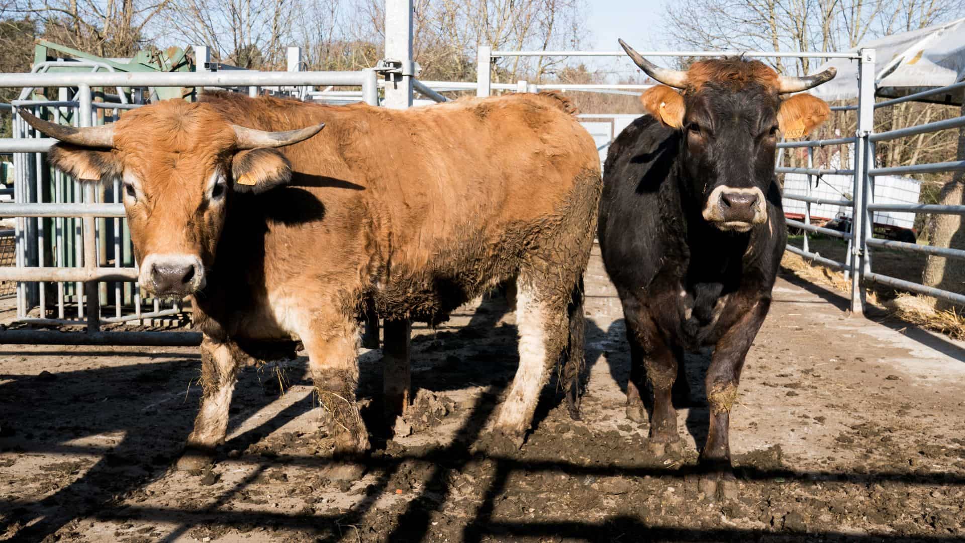 Élevage du Petit Bonheur Rixheim - Les bœufs et les autres animaux bénéficient d'un espace optimal pour leur épanouissement
