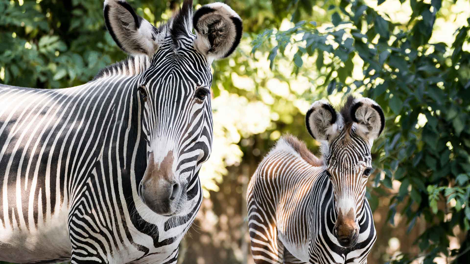 Parc zoologique et botanique de m2A sur un air d'Afrique