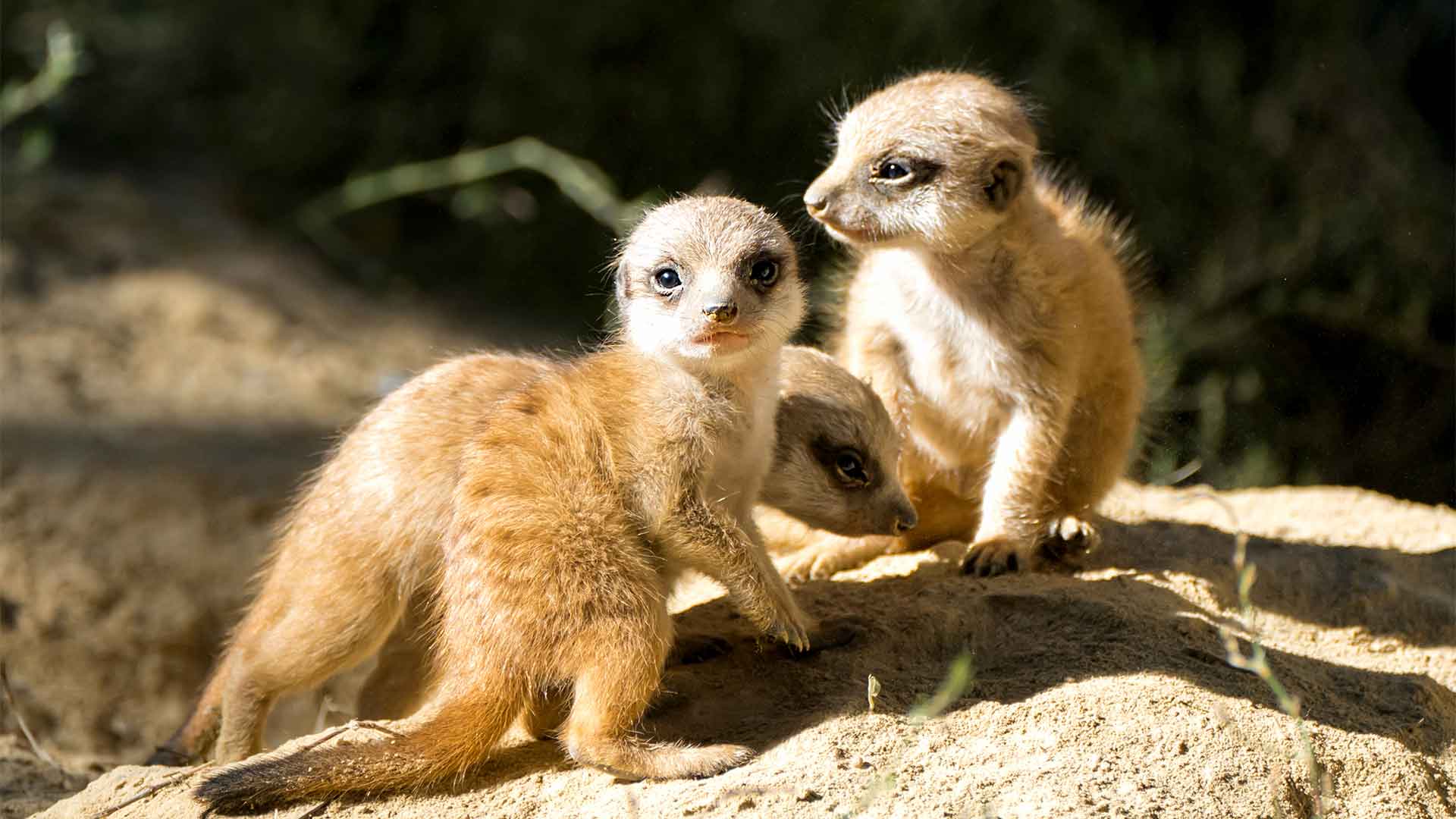 Naissance de suricates au Parc zoologique et botanique de m2A