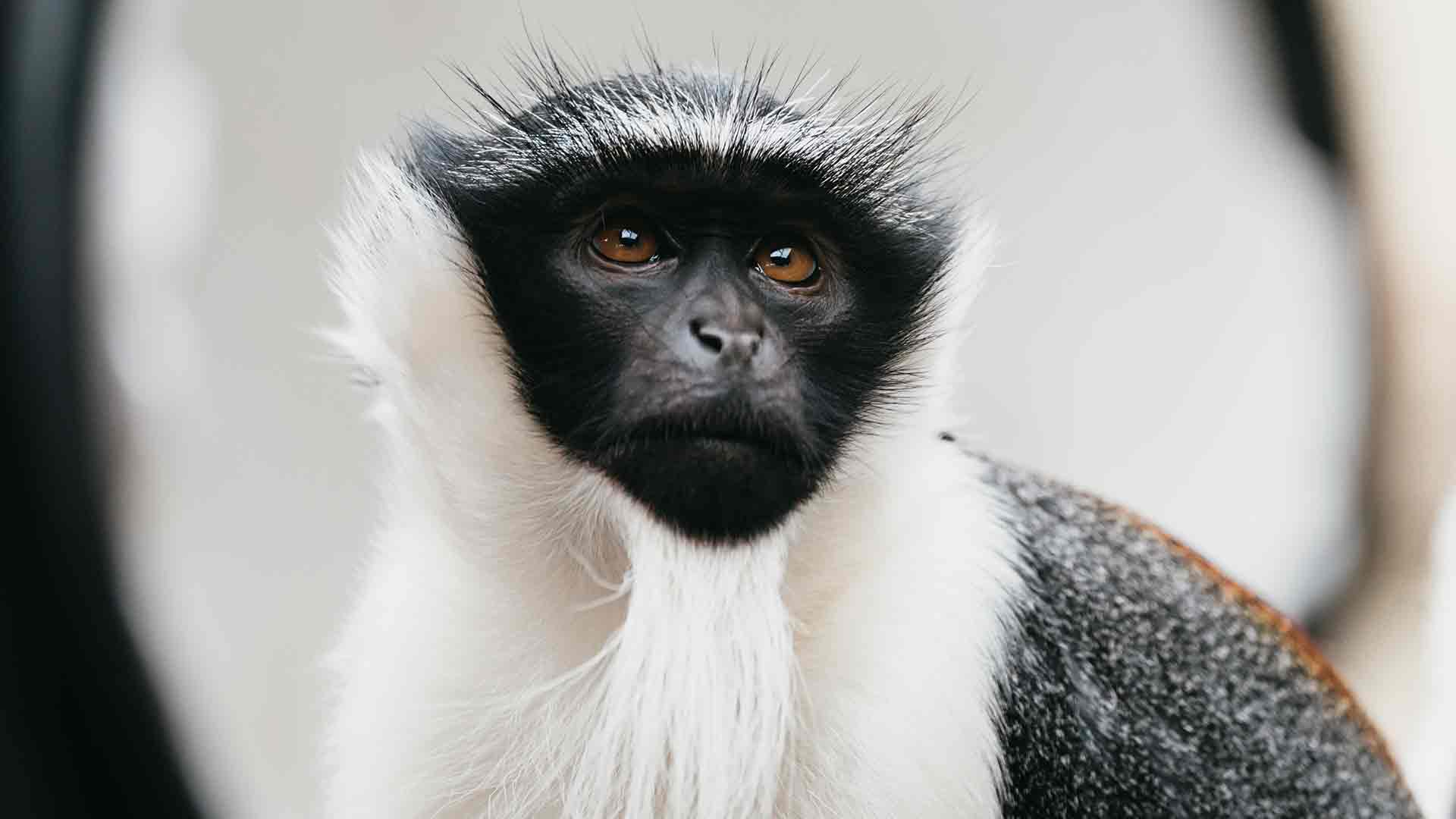 Le cercopithèque de Roloway, primate le plus menacé d'Afrique et protégé par le parc zoologique et botanique de m2A