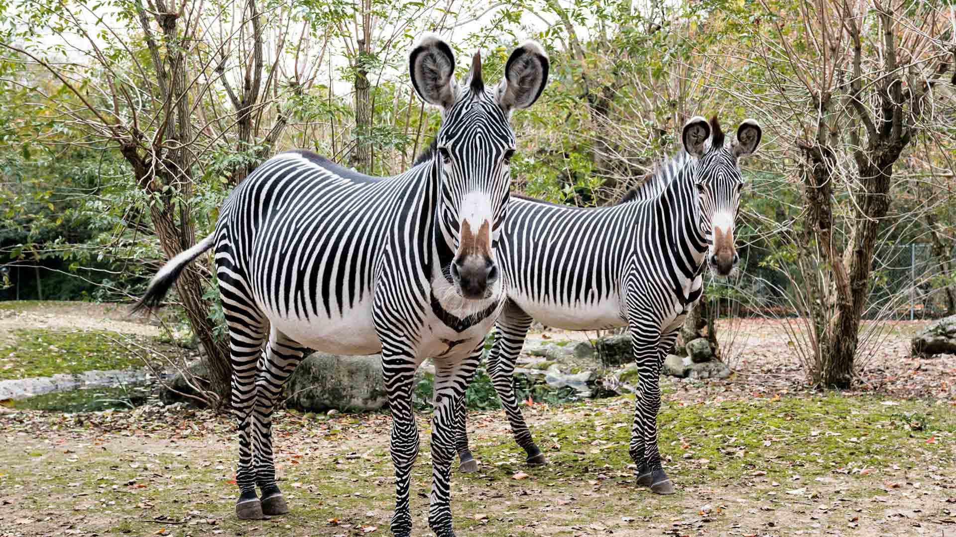 Le zèbre de Grévy, espèce africaine protégée au Parc Zoologique et Botanique de Mulhouse