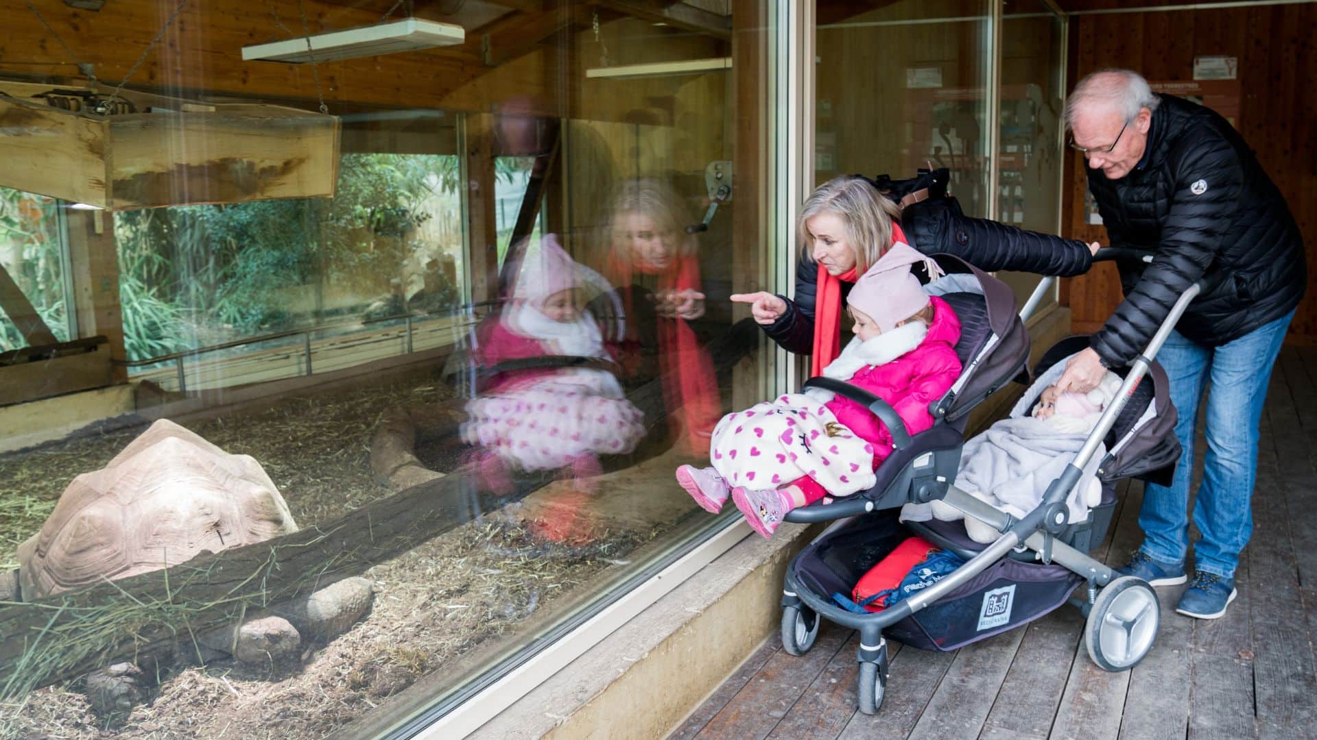 Des grands-parents et leurs petits-enfants observent les tortues du zoo de Mulhouse à travers la vitre de leur enclos.