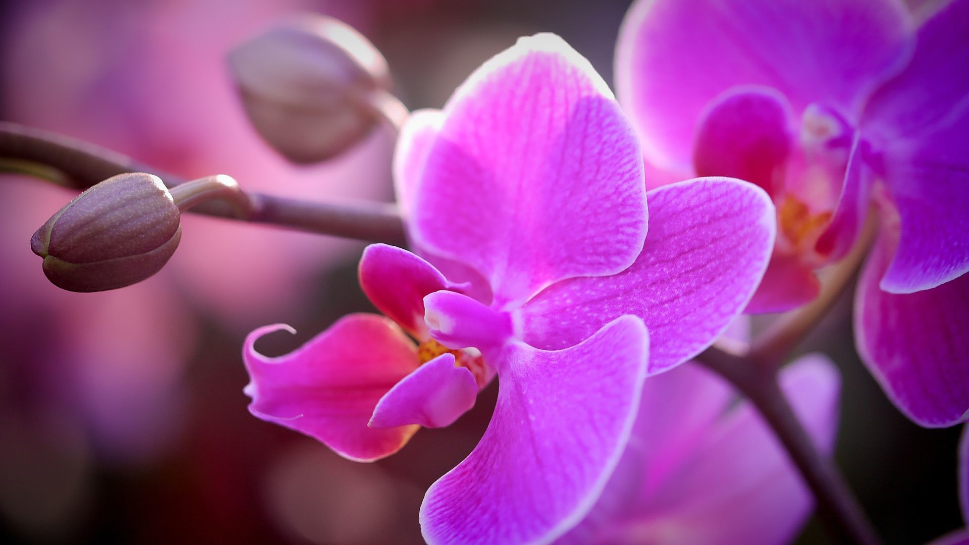 Sortie naturaliste Les orchidées au Zinnkoepflé