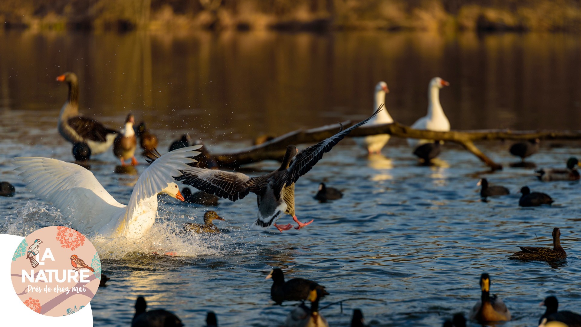 Des oiseaux d'eau sur l'eau.