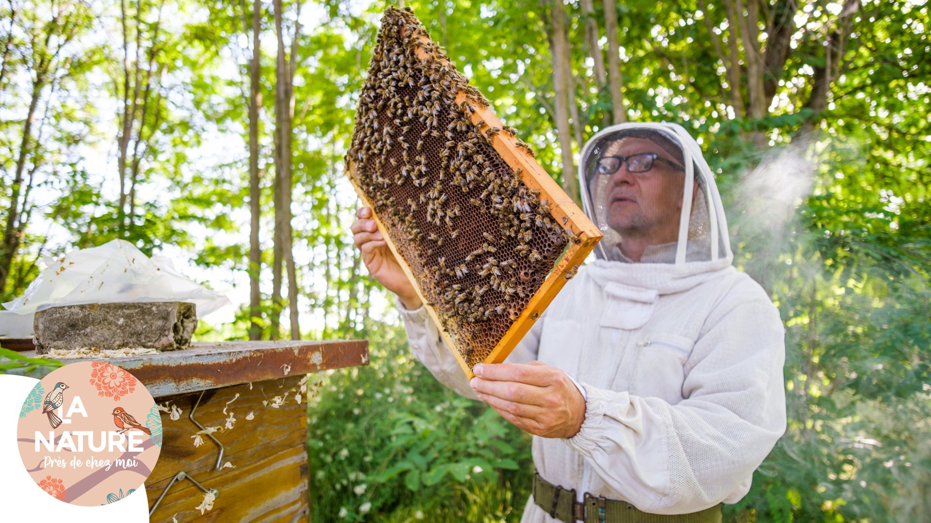 Un apiculteur dans la forêt.