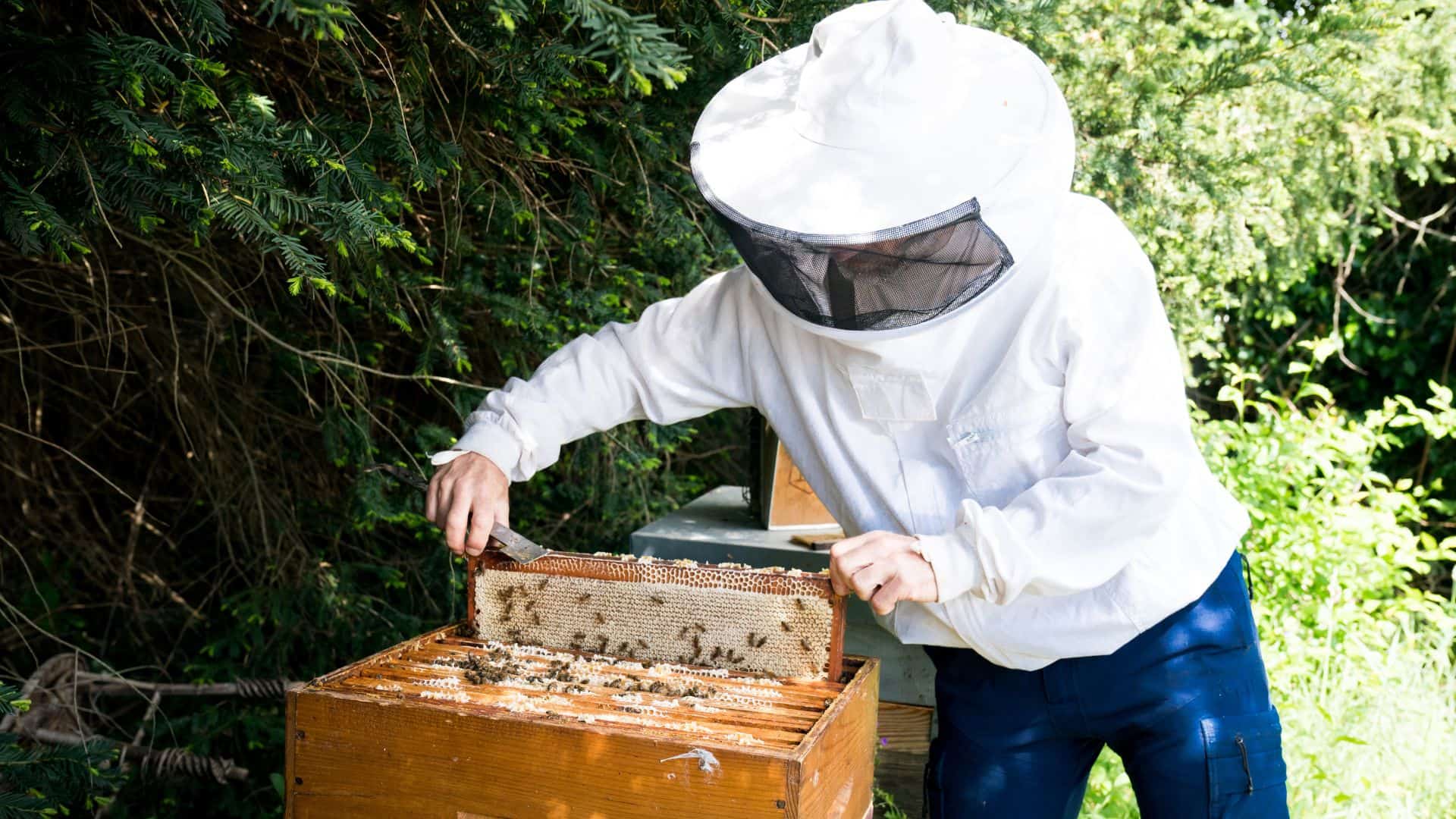 La nature près de chez moi, Frédéric Schenk apiculture 