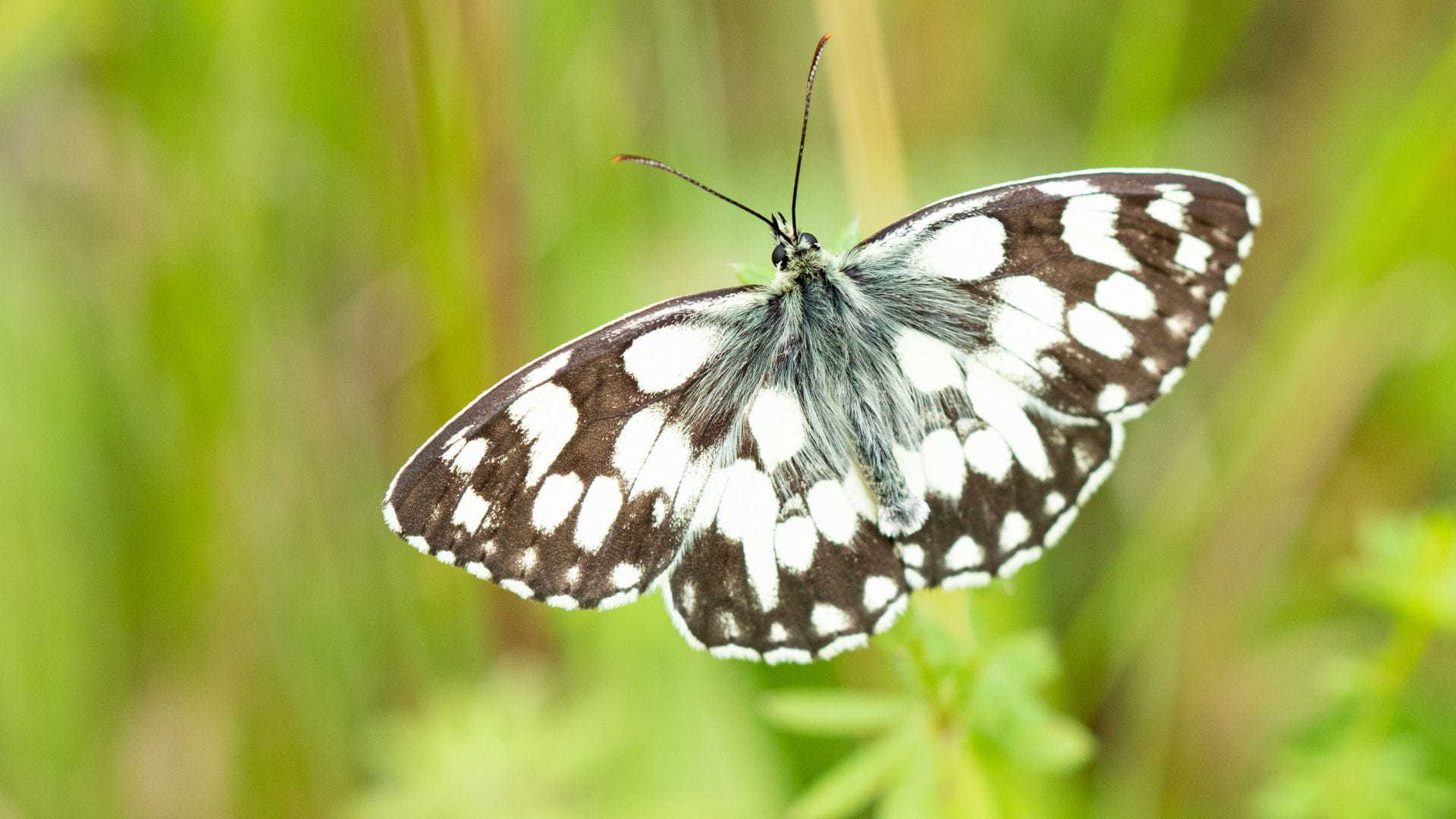 papillon dans une prairie