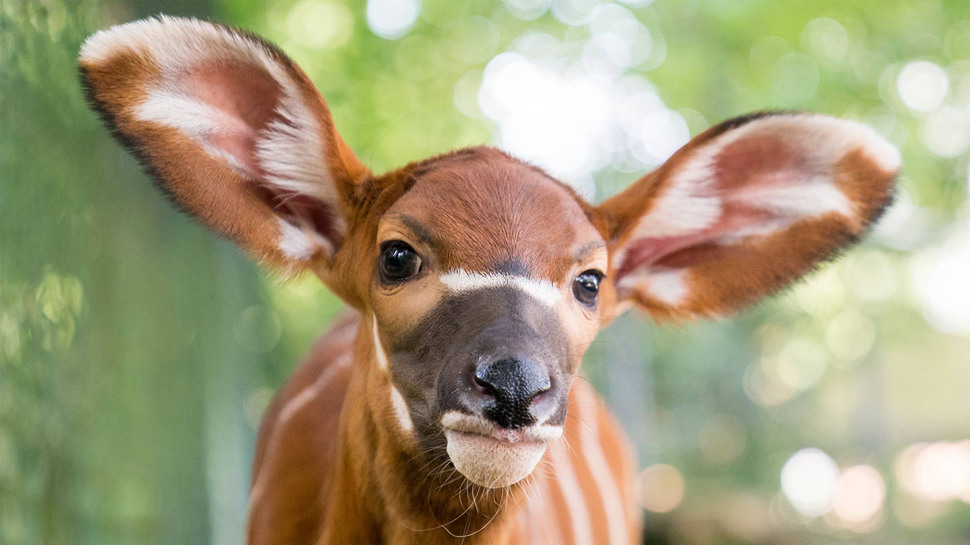 Bébé bongo né le 07 juillet 2023 au Parc zoologique et botanique de Mulhouse