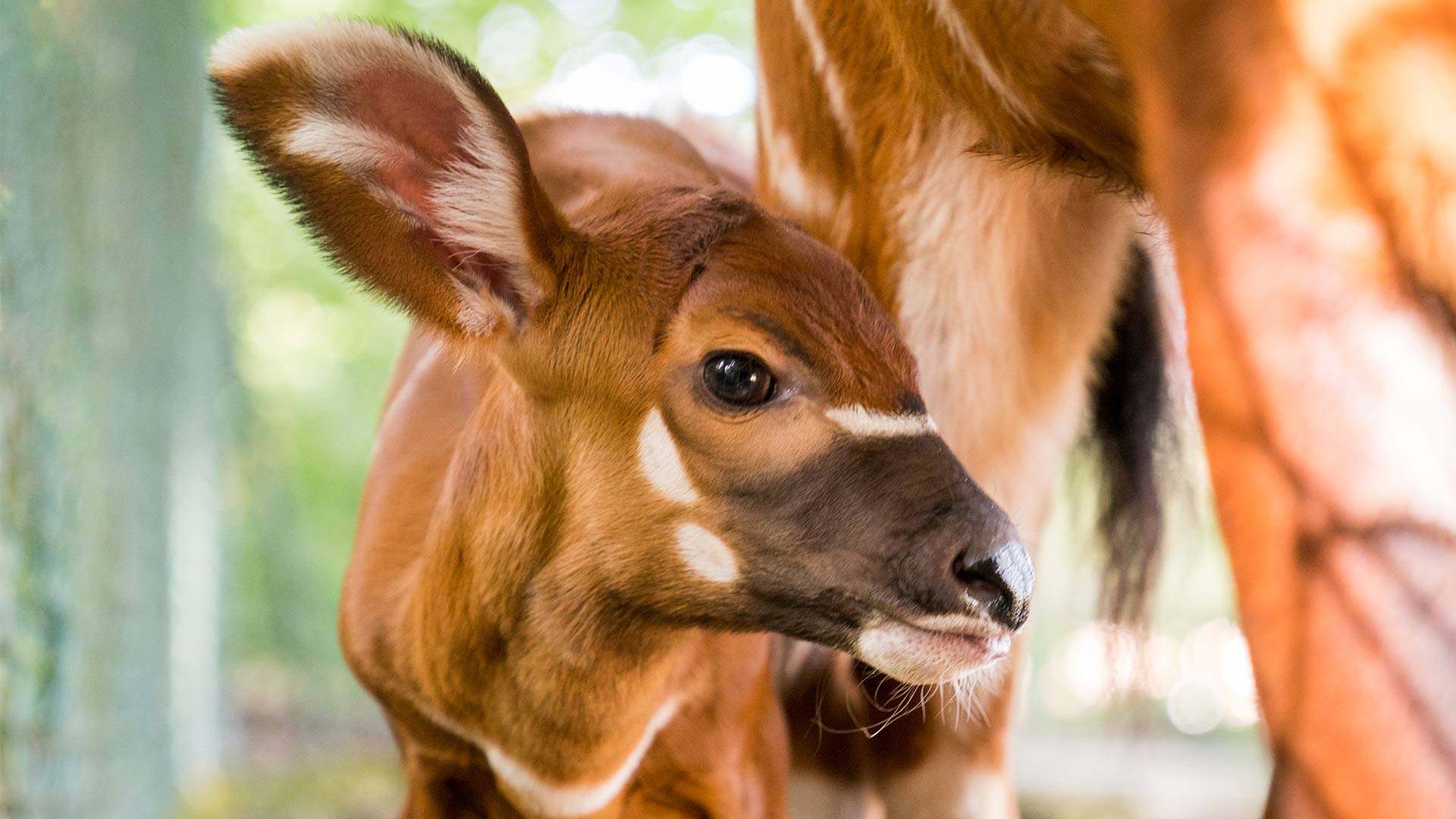 Naissance d'un bongo au Parc zoologique et botanique de Mulhouse