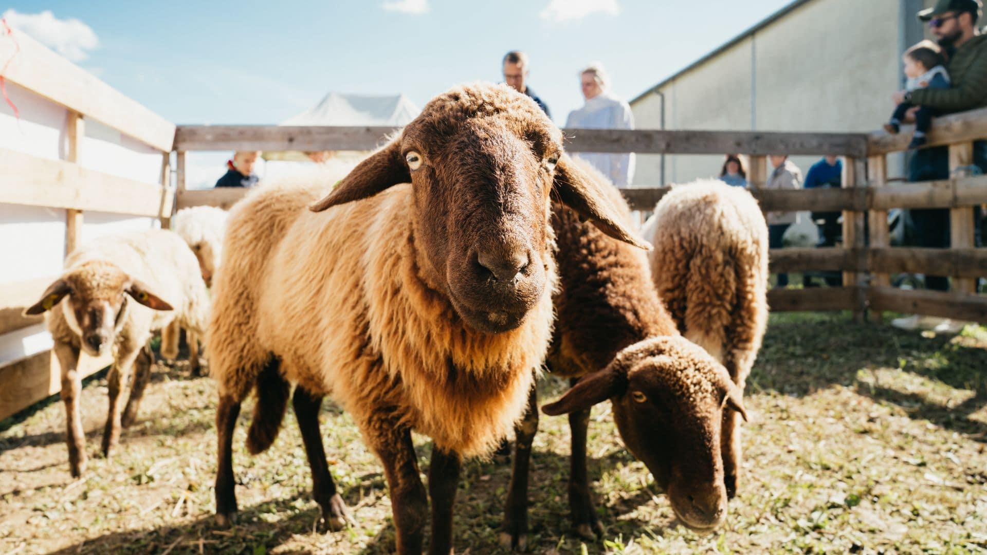 brebis fermes ouvertes m2A