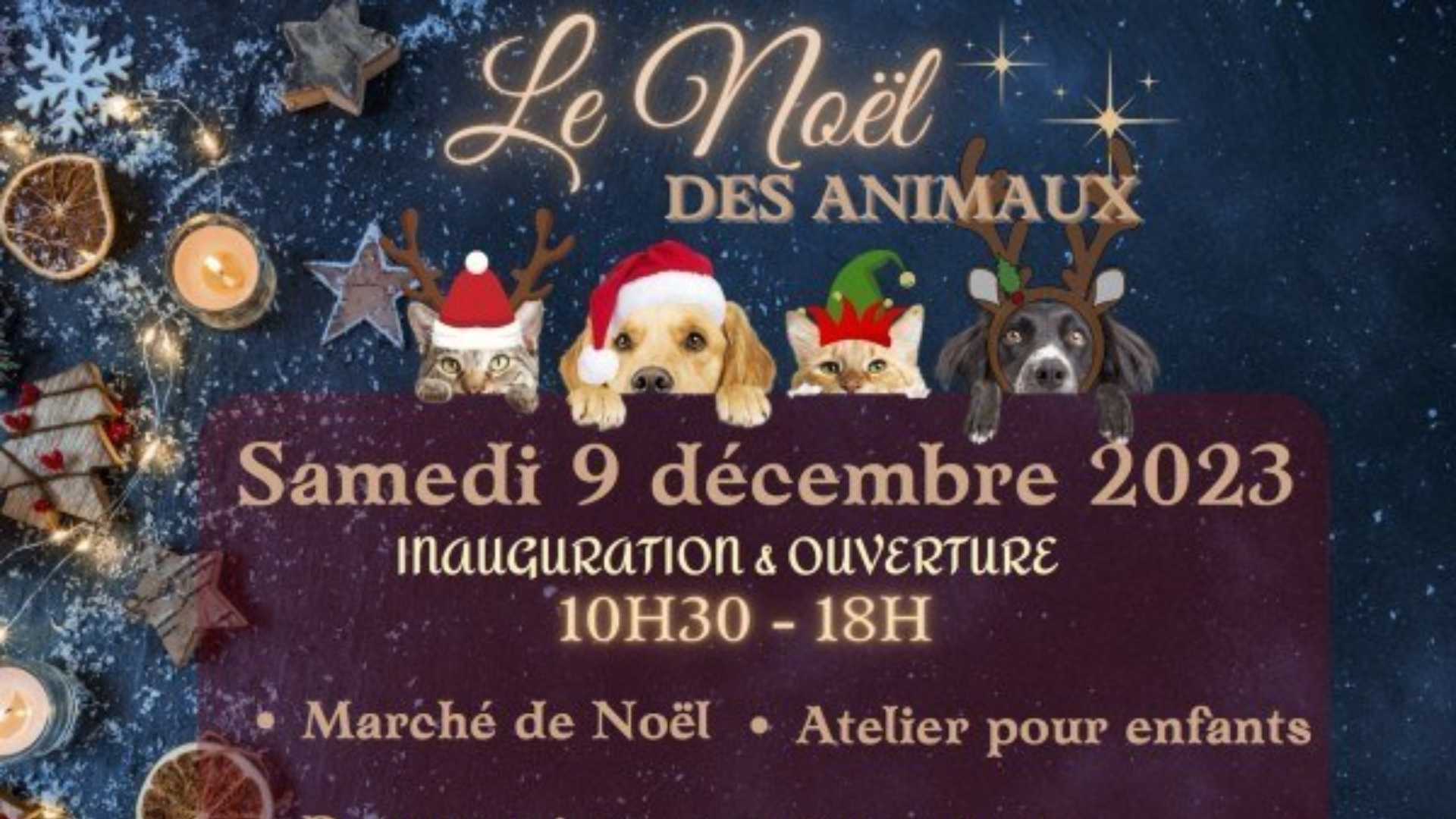 Noël des animaux à la SPA de Mulhouse Haute-Alsace