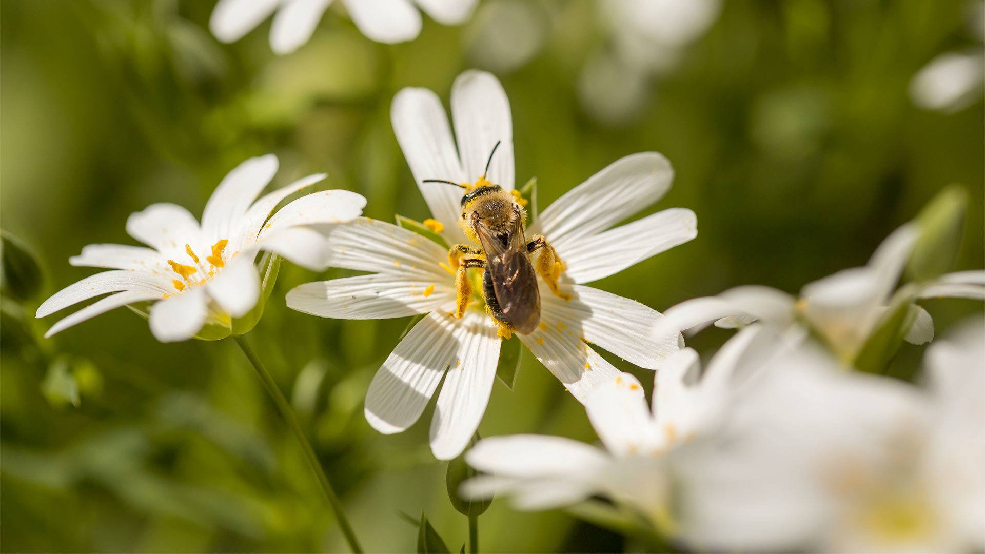Ciné-débat "Être avec les abeilles" à Mulhouse