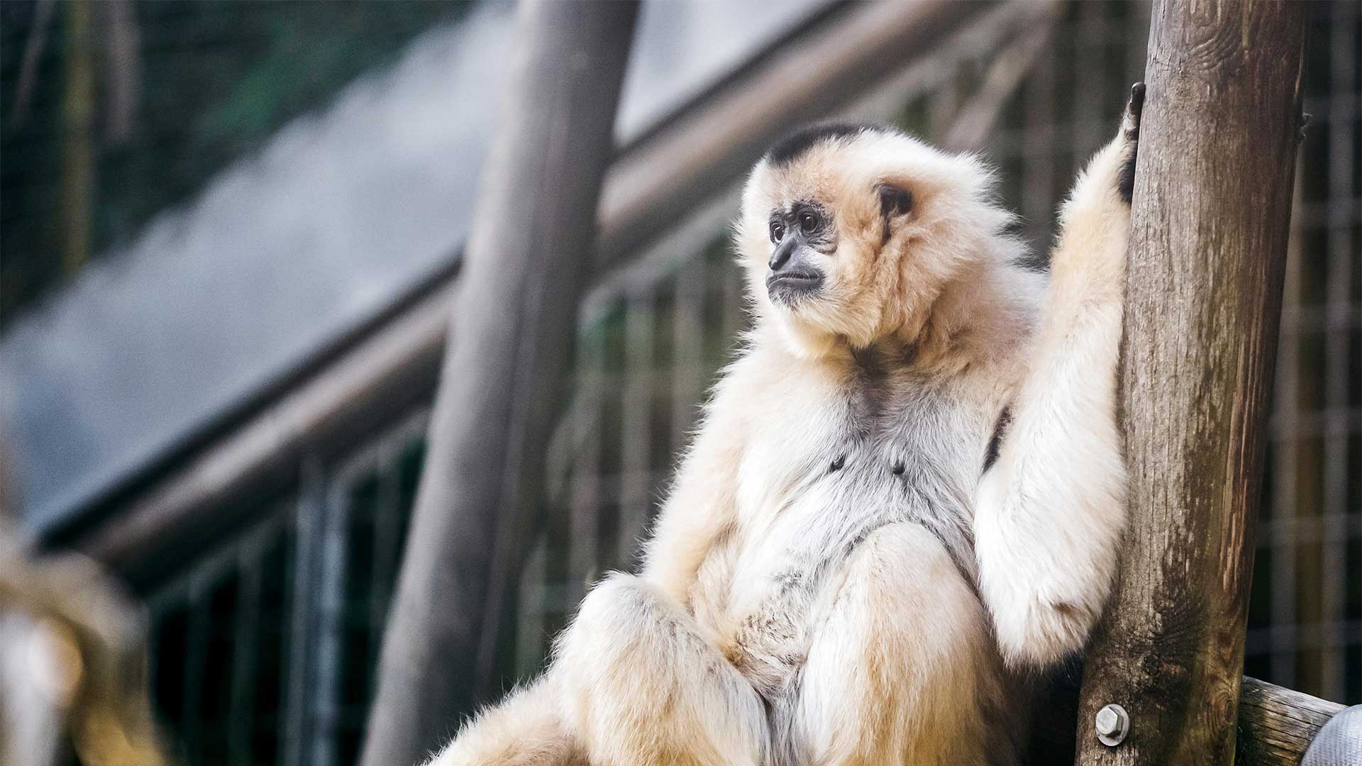 Gibbon - Dimanche Vietnamamazing au Parc zoologique et botanique de Mulhouse