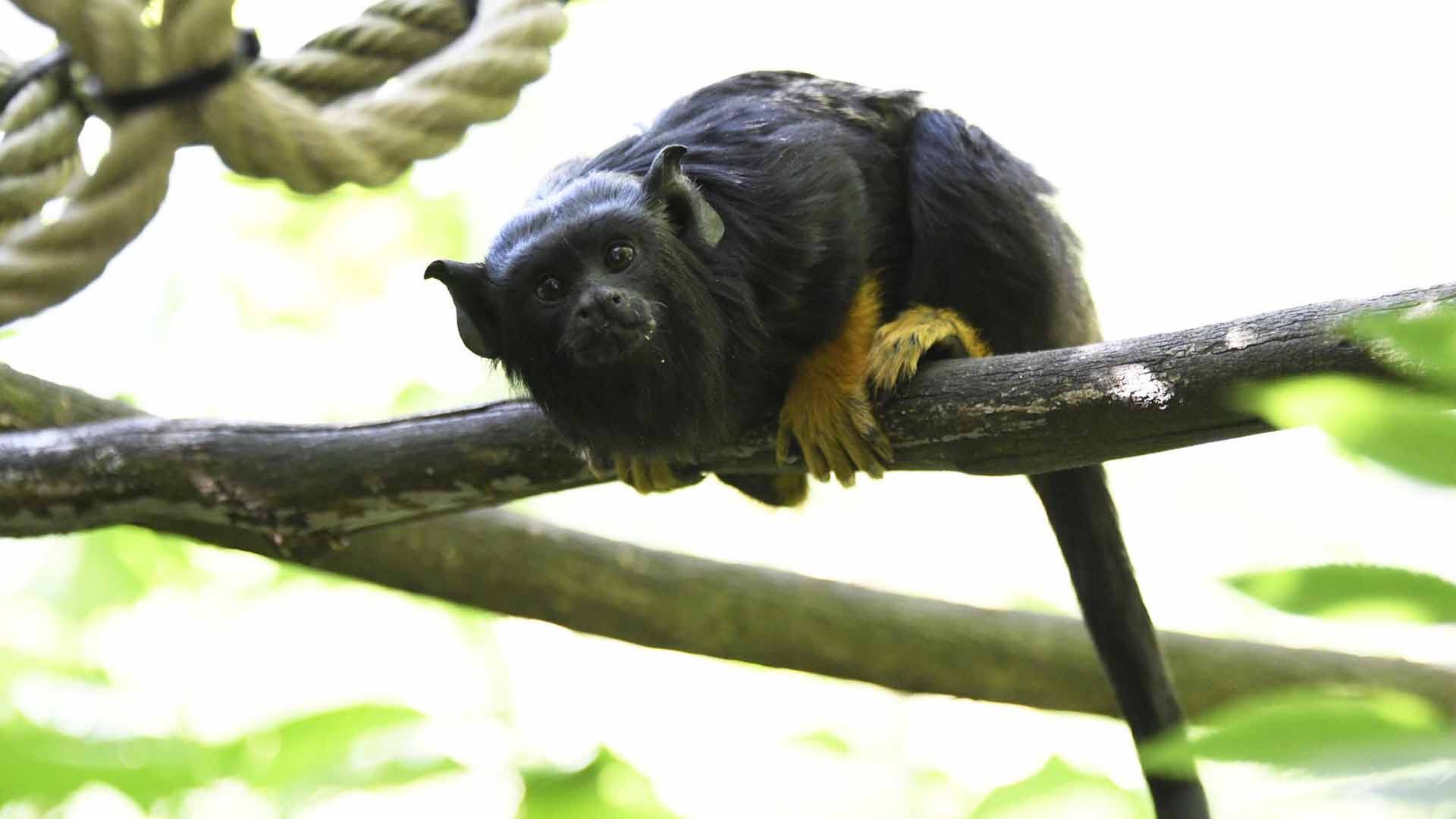 "Les p'tits singes" au Parc zoologique et botanique à Mulhouse