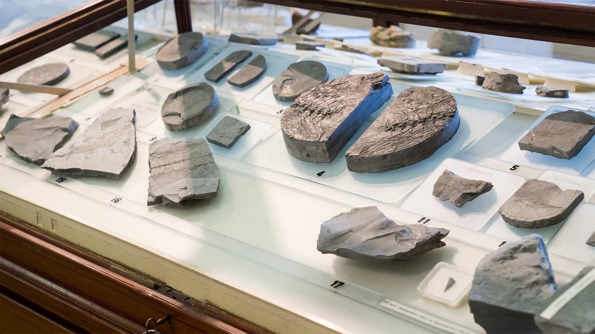 Fossiles au Musée de la Mine et de la Potasse