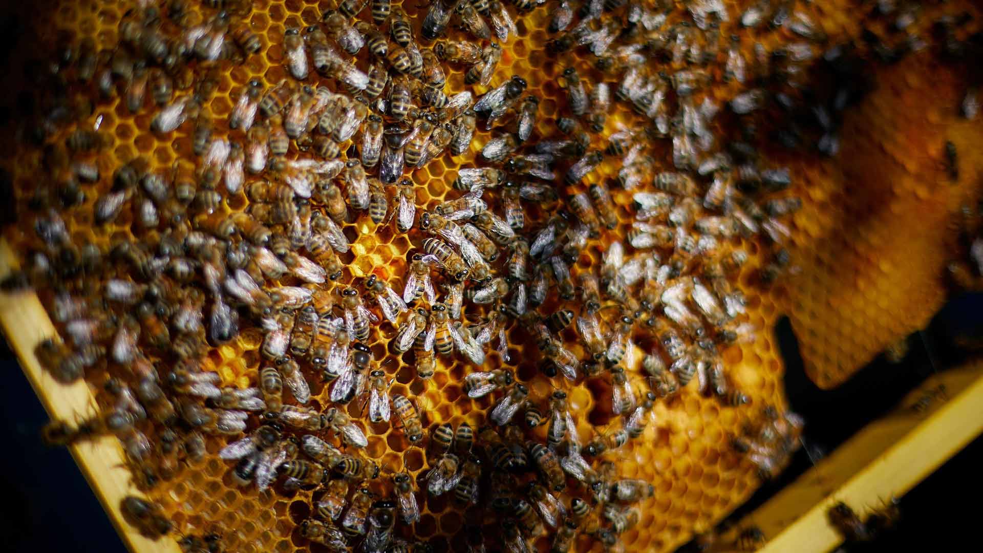 Les abeilles sauvages et les butineurs à Ungersheim