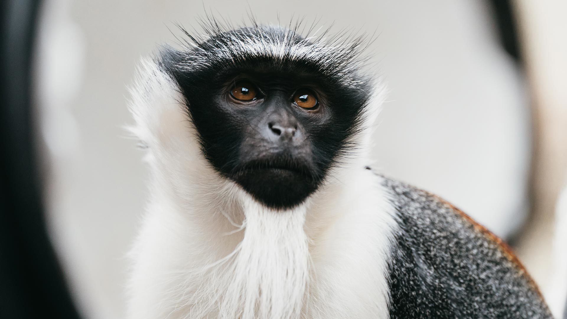 Cercopithèque au Parc zoologique et botanique de m2A à Mulhouse 