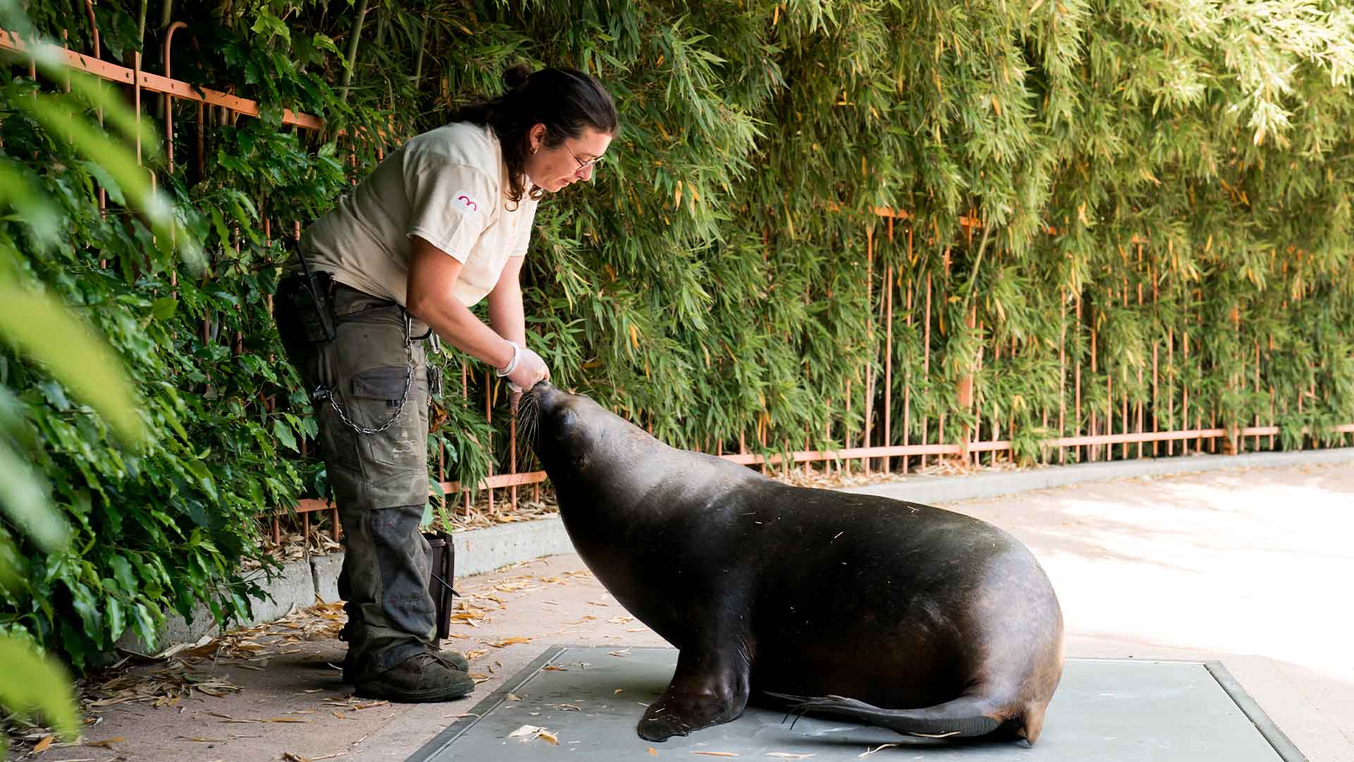 Soigneuse du Parc zoologique et botanique de m2A à Mulhouse avec une otarie