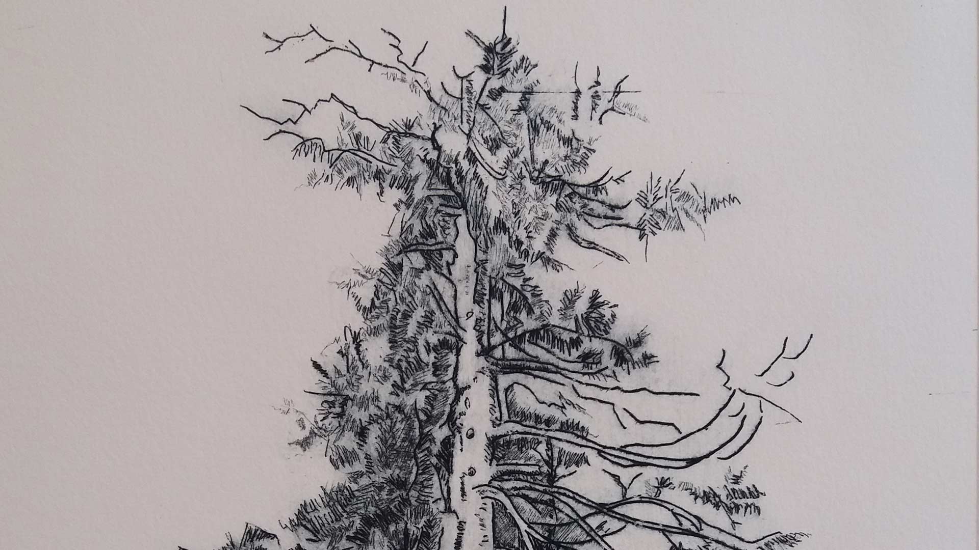 Arbre en gravure de l'artiste Diana Hart