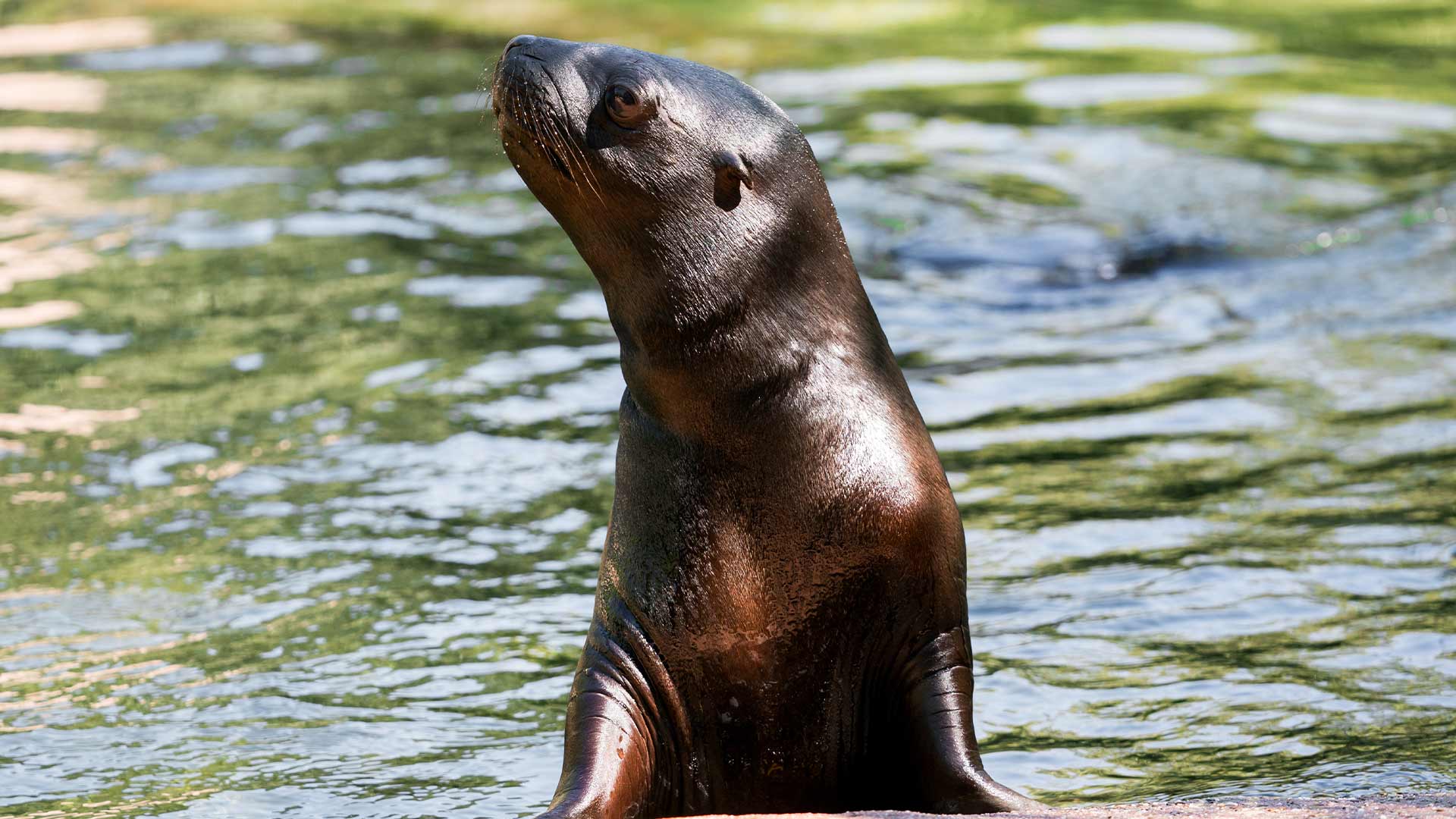 Bébé otarie à crinière de Patagonie