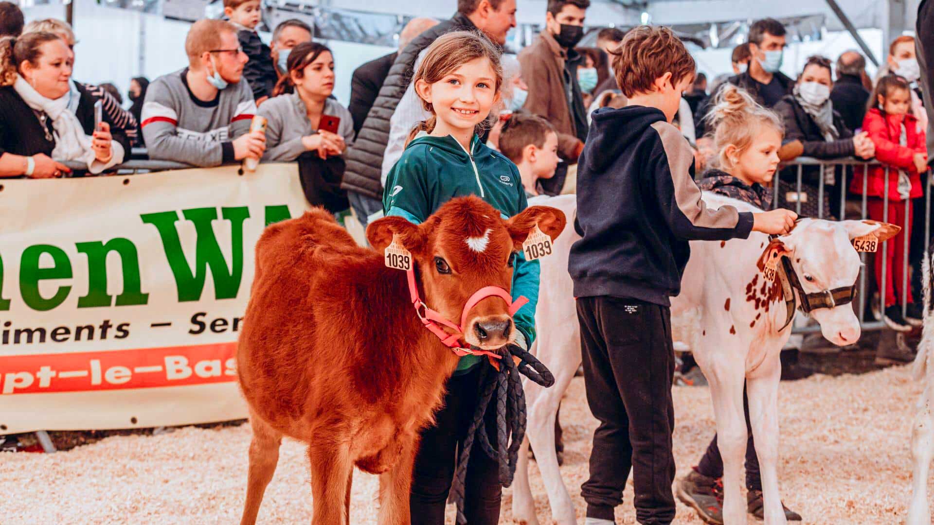 Foire Simon et Jude à Habsheim : enfant avec un veau